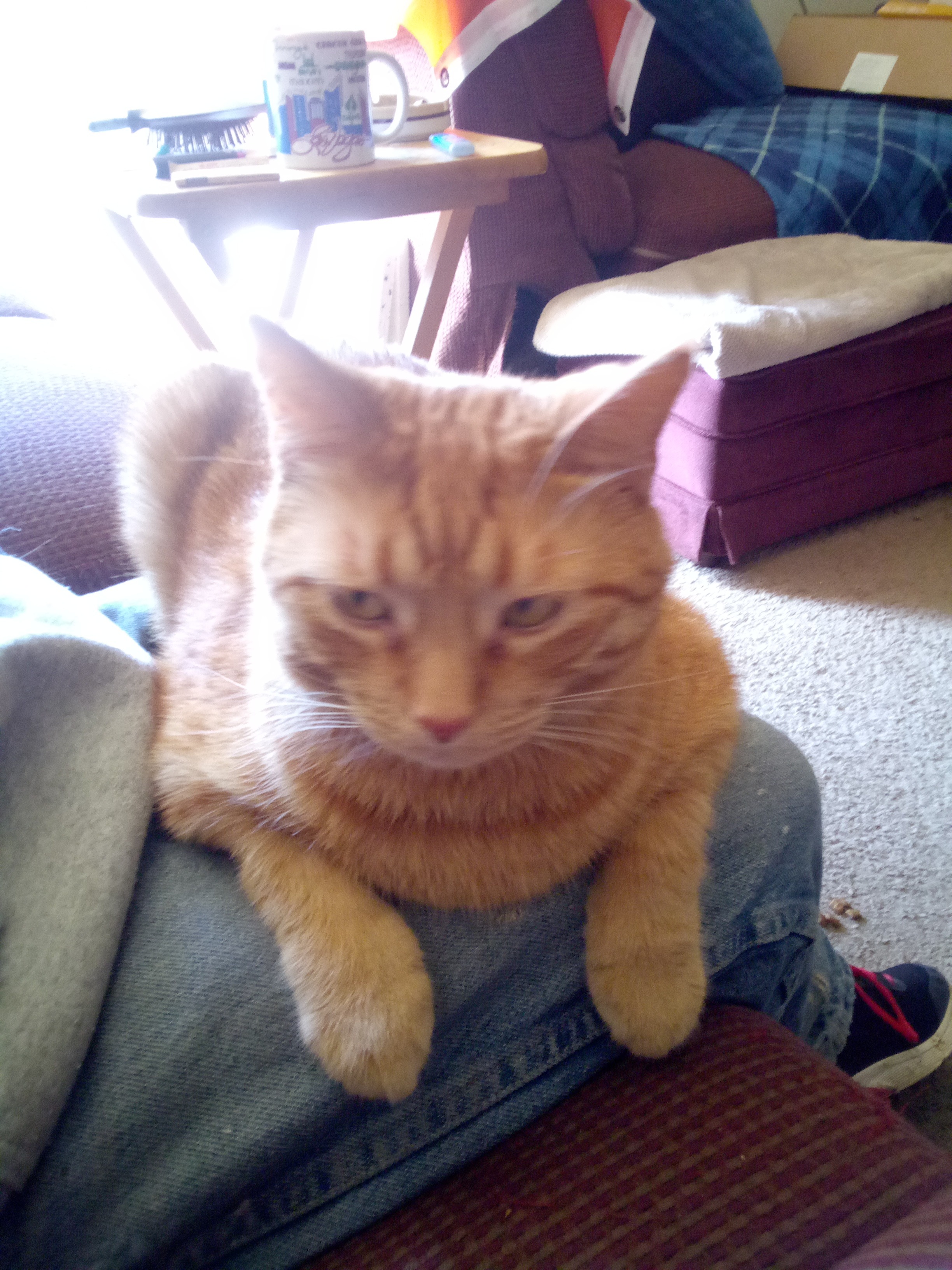 Help save the coolest orange cat . Hes too young campaign photo, 2 of 6