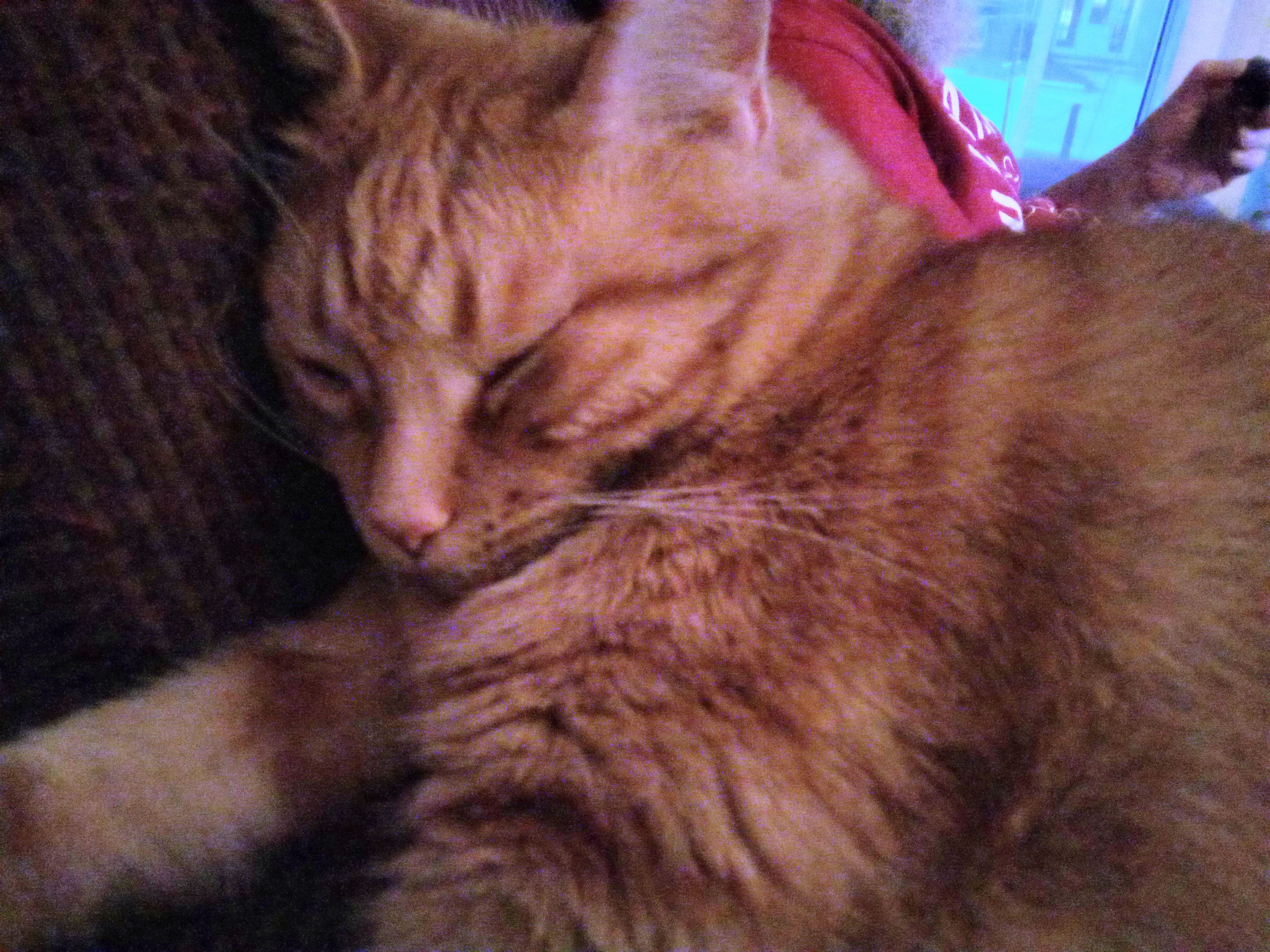 Help save the coolest orange cat . Hes too young campaign photo, 4 of 6