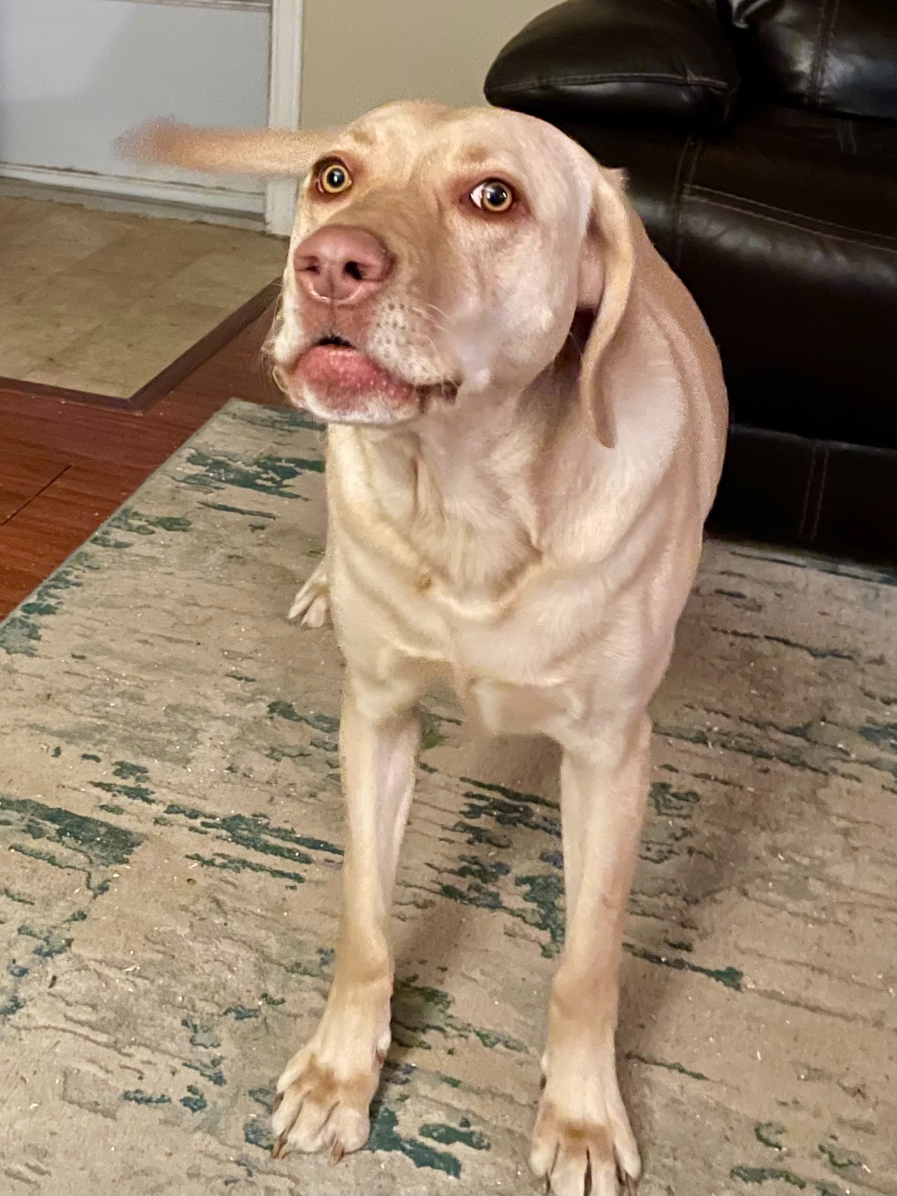 User-uploaded image 1