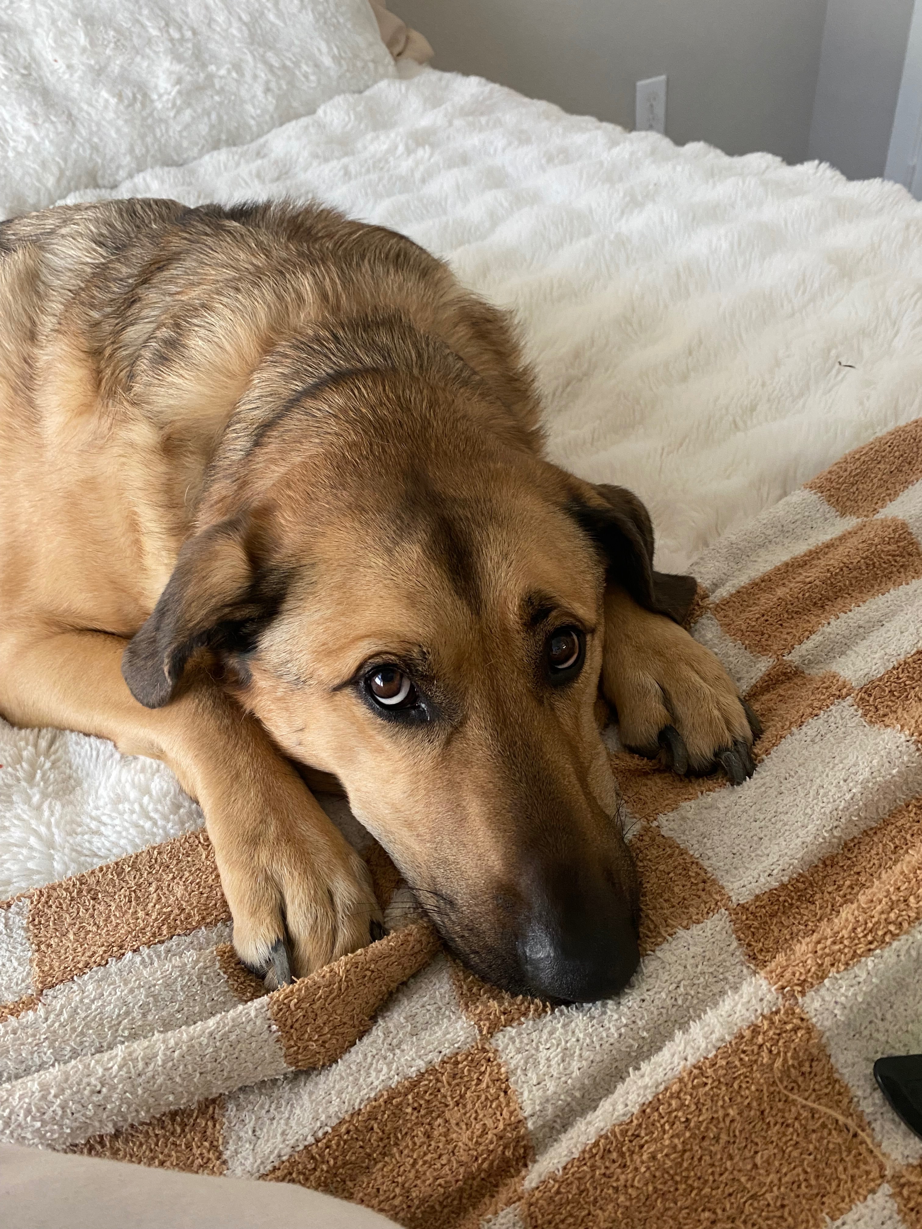 Save Our Support Dog, Sebastian campaign photo, 5 of 8