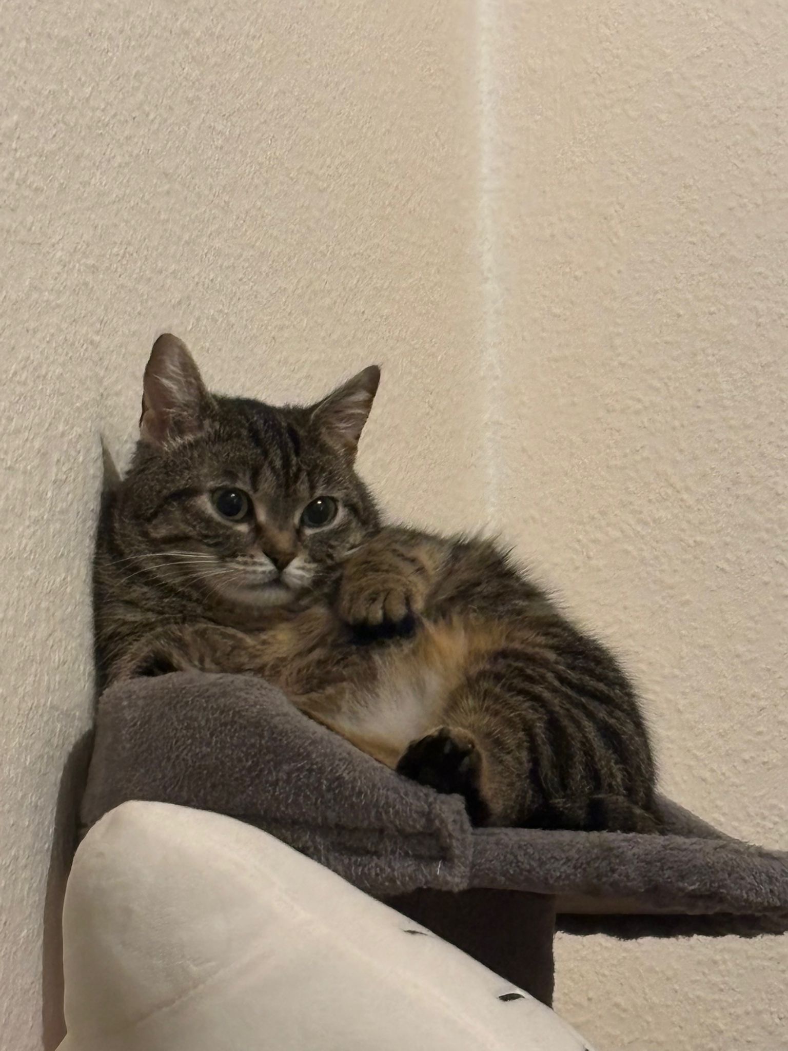 Peaches soll endlich schmerzfrei toben können campaign photo, 7 of 8