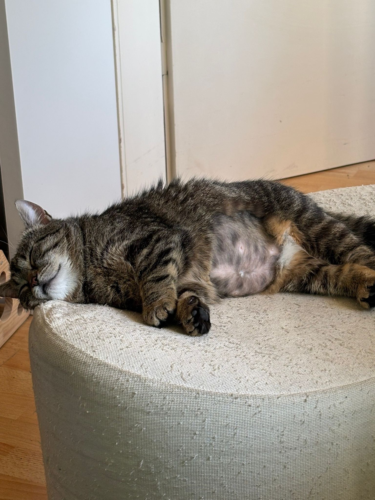 Peaches soll endlich schmerzfrei toben können campaign photo, 4 of 8