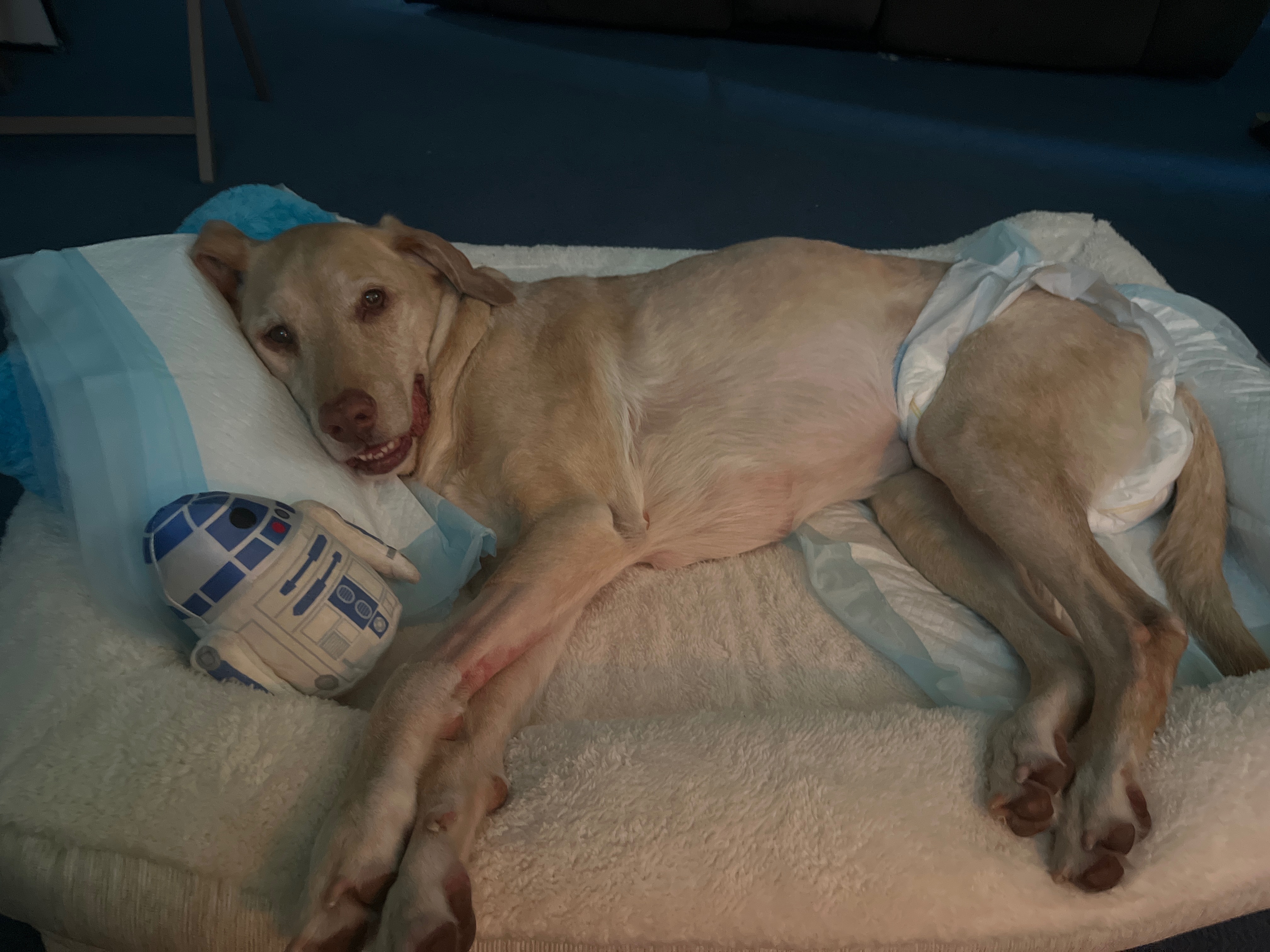 Donate to Rosco’s Recovery of Brain Cancer campaign photo, 5 of 6