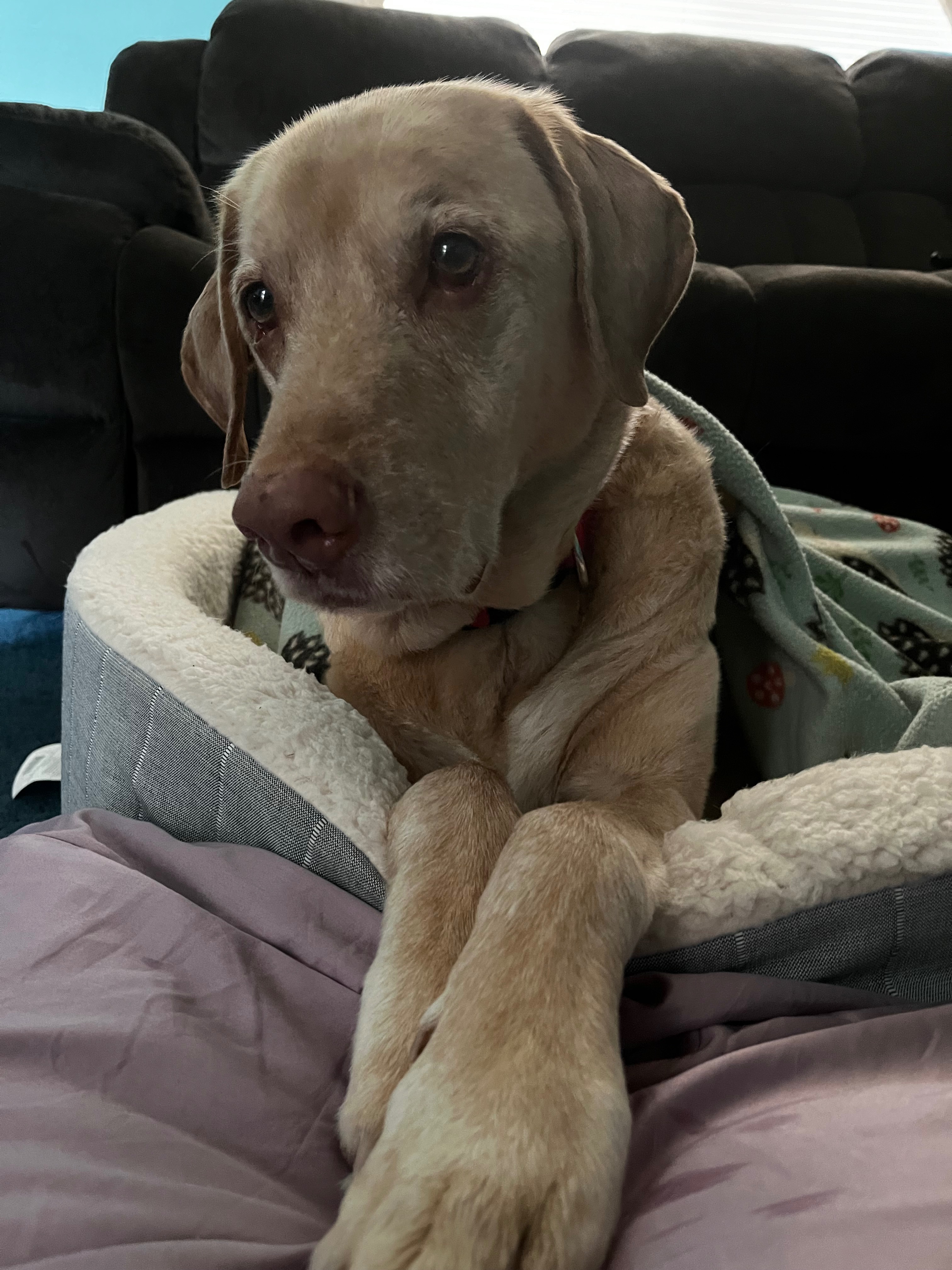 Donate to Rosco’s Recovery of Brain Cancer campaign photo, 2 of 6