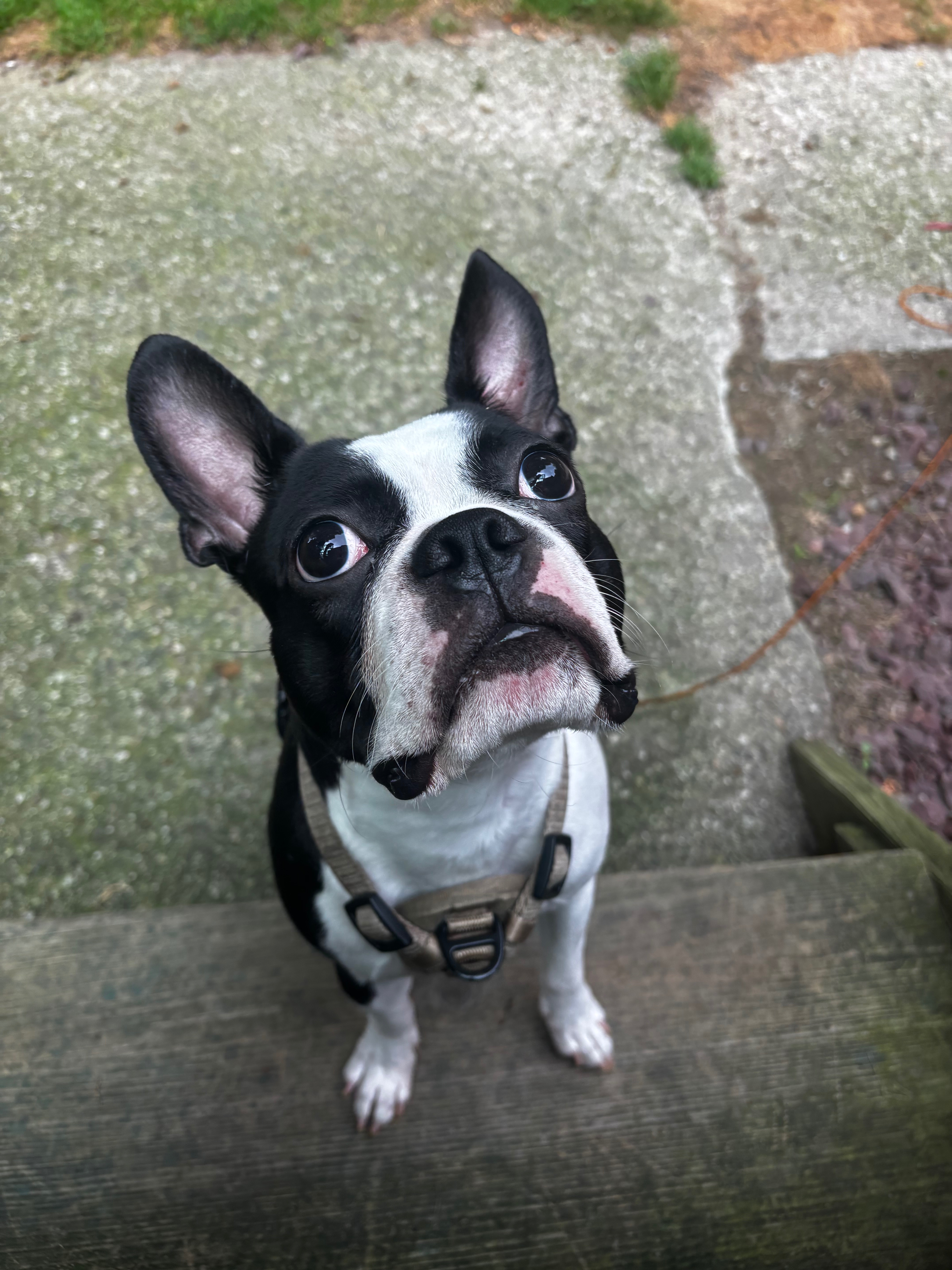 Help Gus Get Urgent Seizure Diagnostics campaign photo, 7 of 8