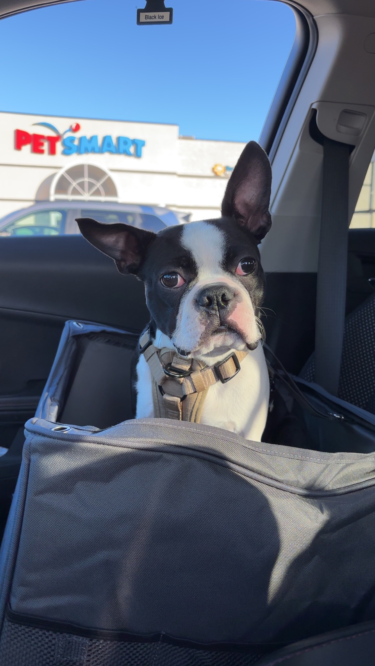 Help Gus Get Urgent Seizure Diagnostics campaign photo, 2 of 8