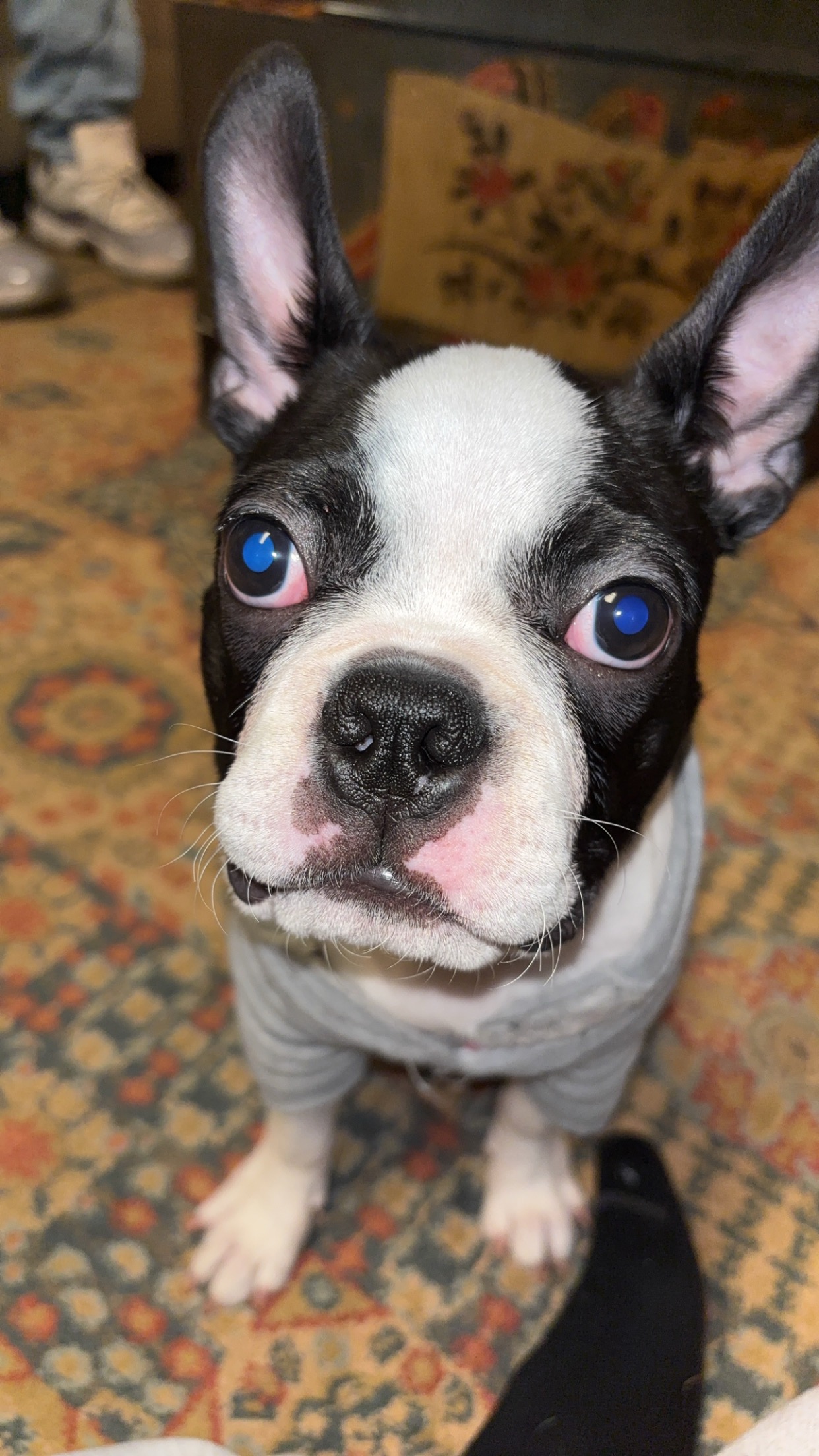 Help Gus Get Urgent Seizure Diagnostics campaign photo, 4 of 8