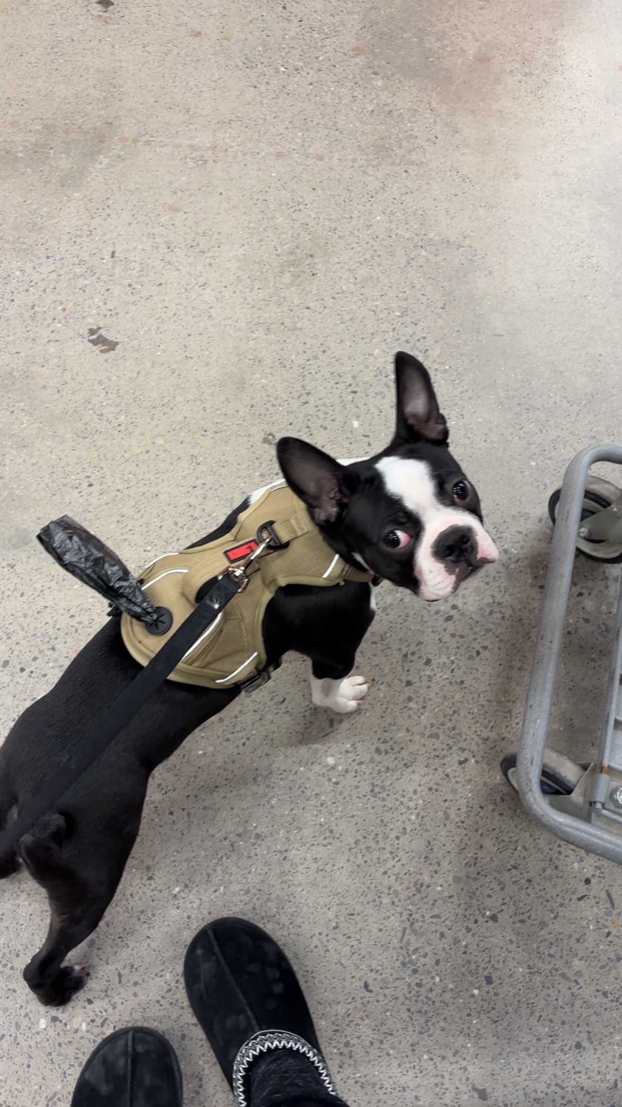 Help Gus Get Urgent Seizure Diagnostics campaign photo, 5 of 8