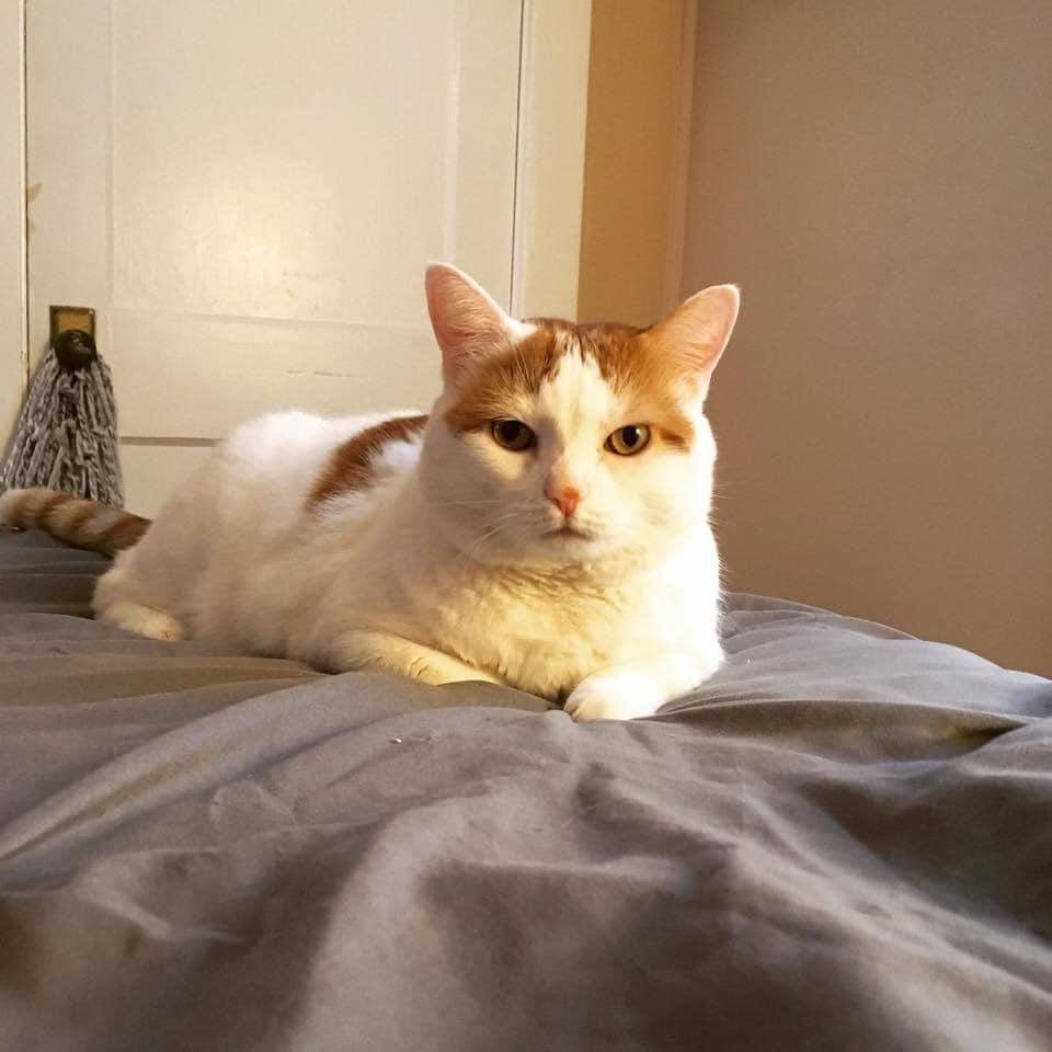 Help Peanut: Emergency Vet Funds campaign photo, 2 of 4