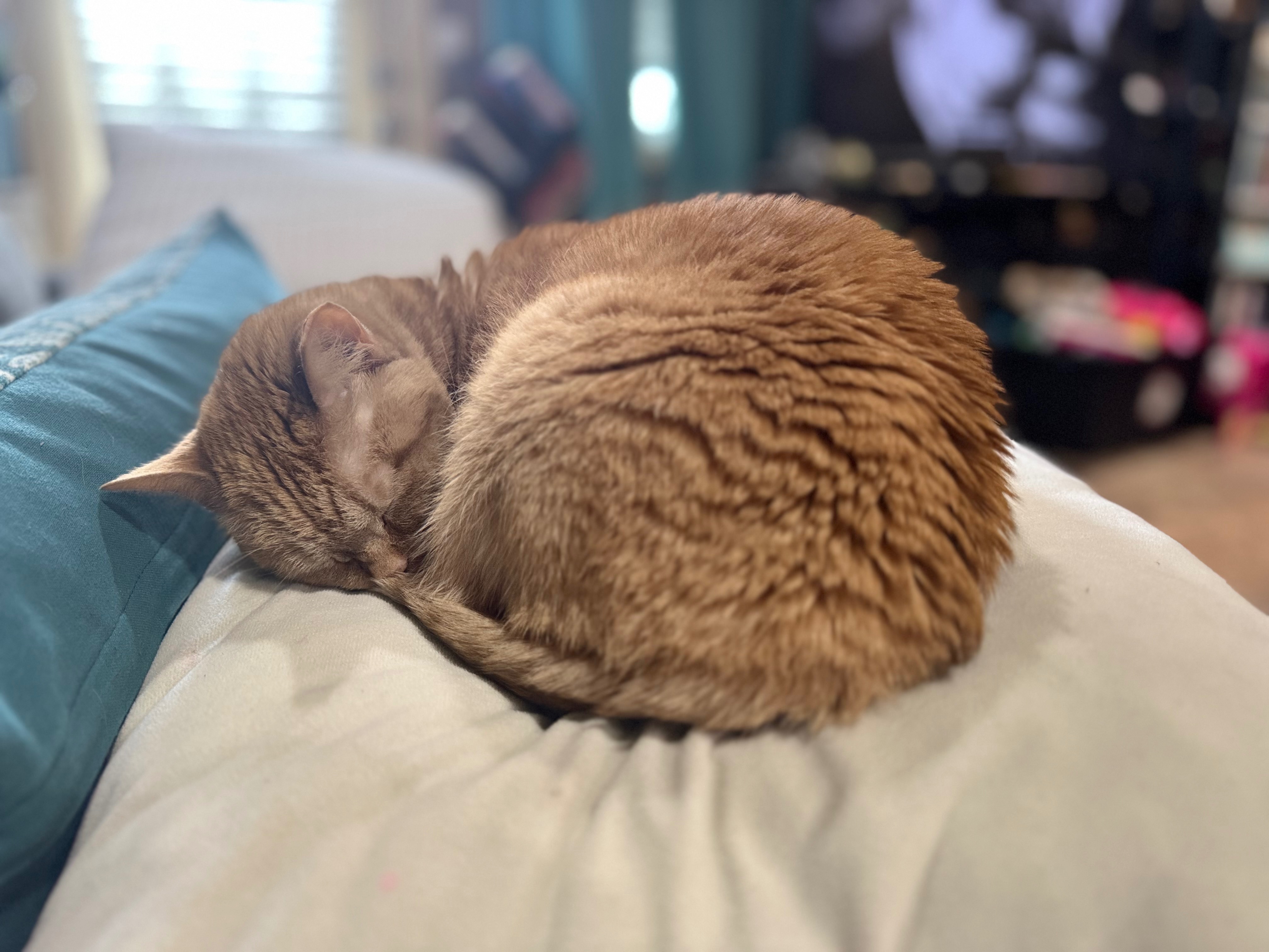 A cat moms plea: Help end Pumpkins pain. campaign photo, 2 of 8