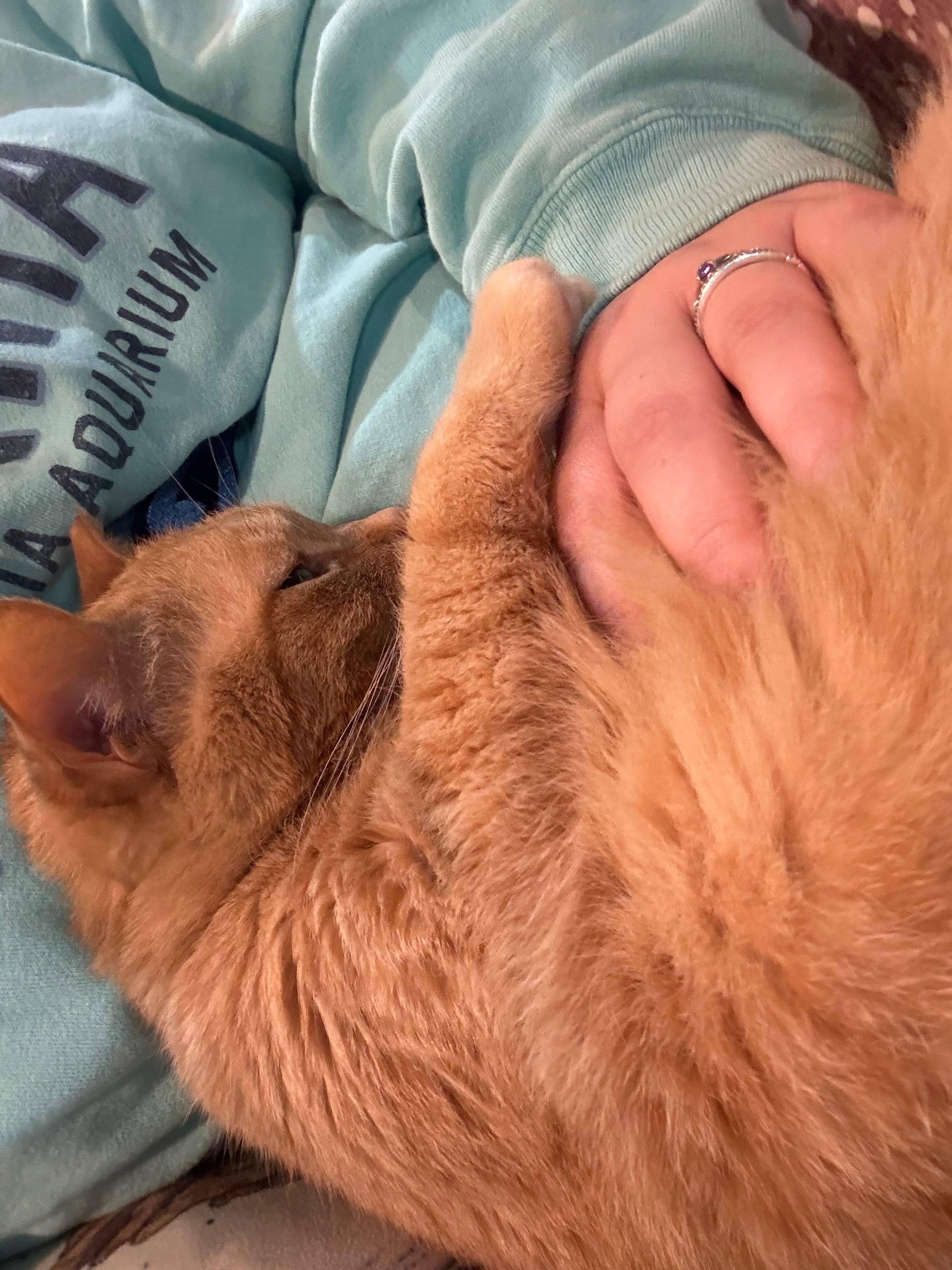 A cat moms plea: Help end Pumpkins pain. campaign photo, 4 of 8