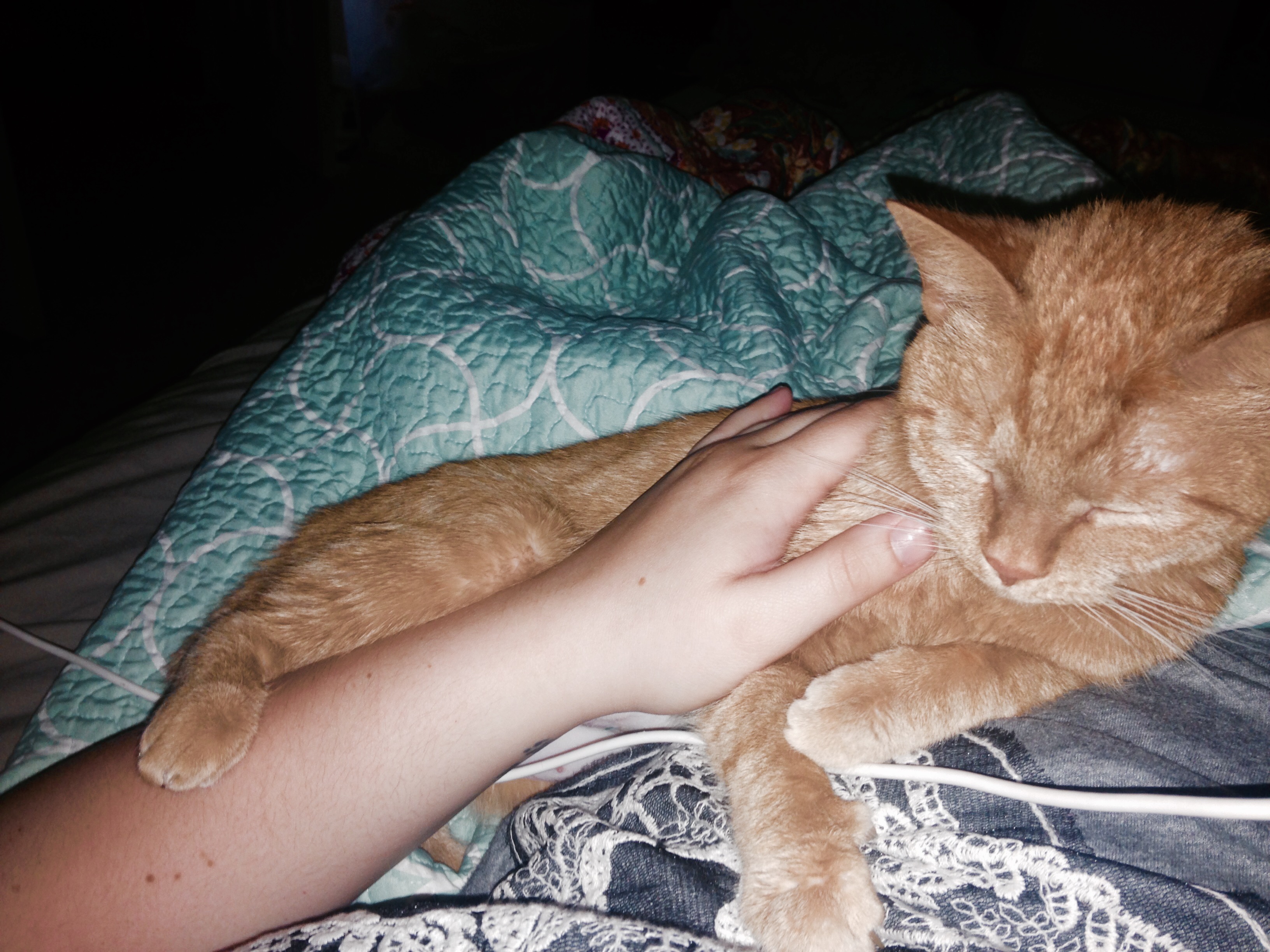 A cat moms plea: Help end Pumpkins pain. campaign photo, 6 of 8