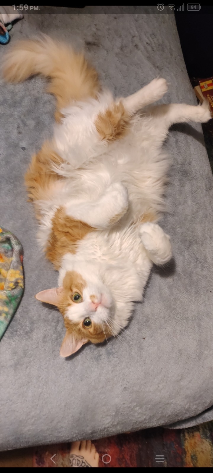 Save Peets: Urgent Vet Care Needed campaign photo, 5 of 6