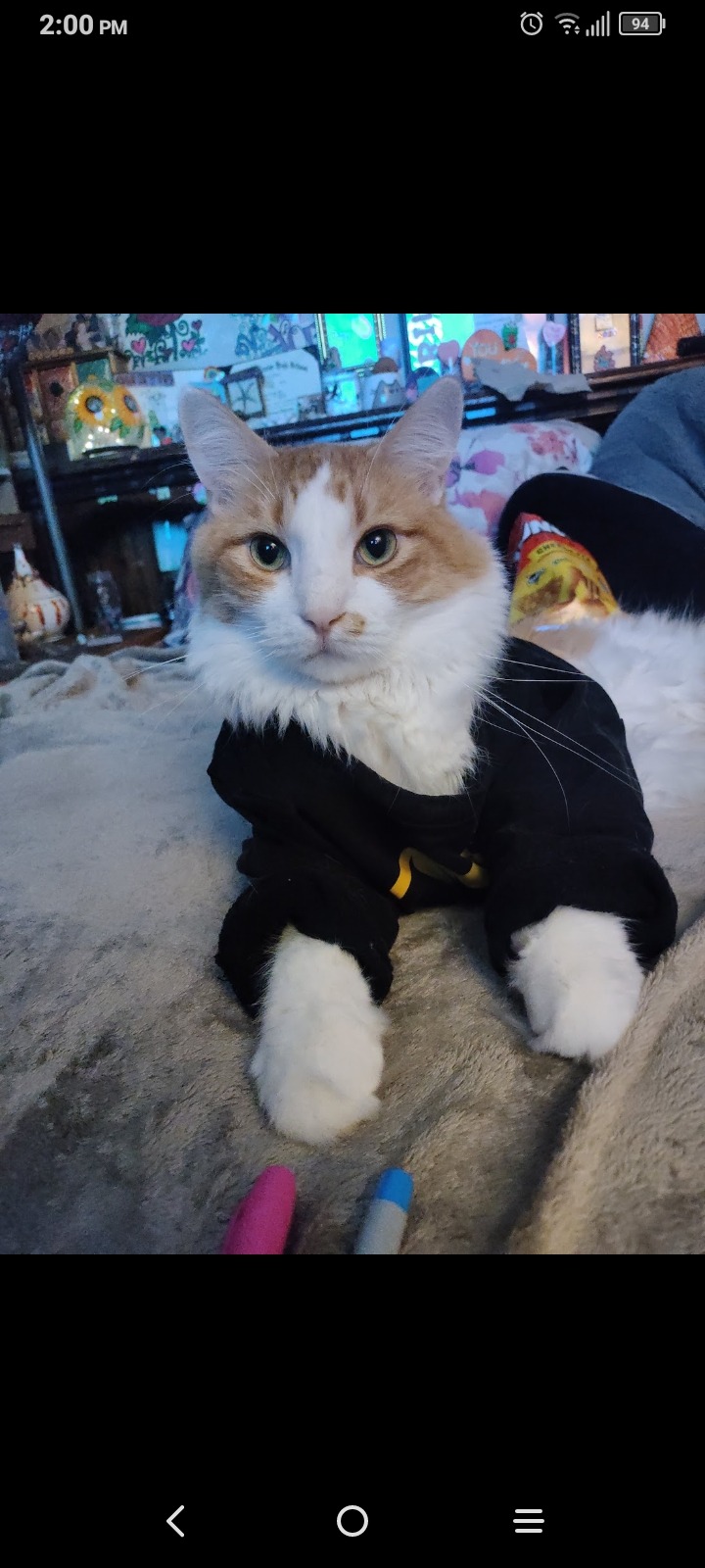Save Peets: Urgent Vet Care Needed campaign photo, 2 of 6