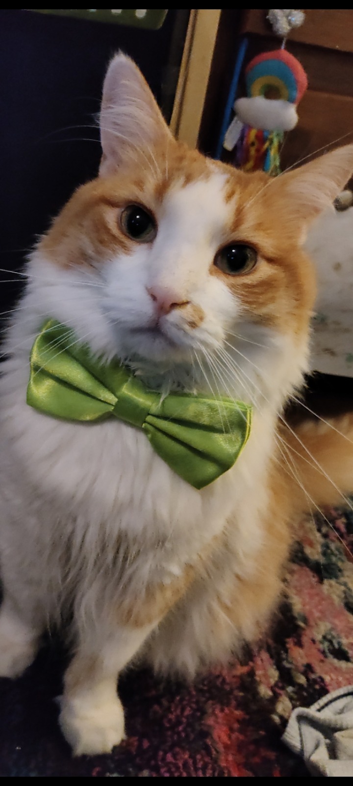 Save Peets: Urgent Vet Care Needed campaign photo, 4 of 6
