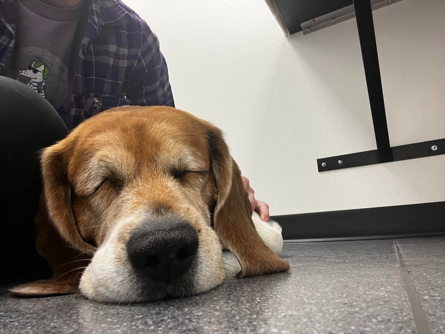 Dewey needs emergency surgery! campaign photo, 5 of 6