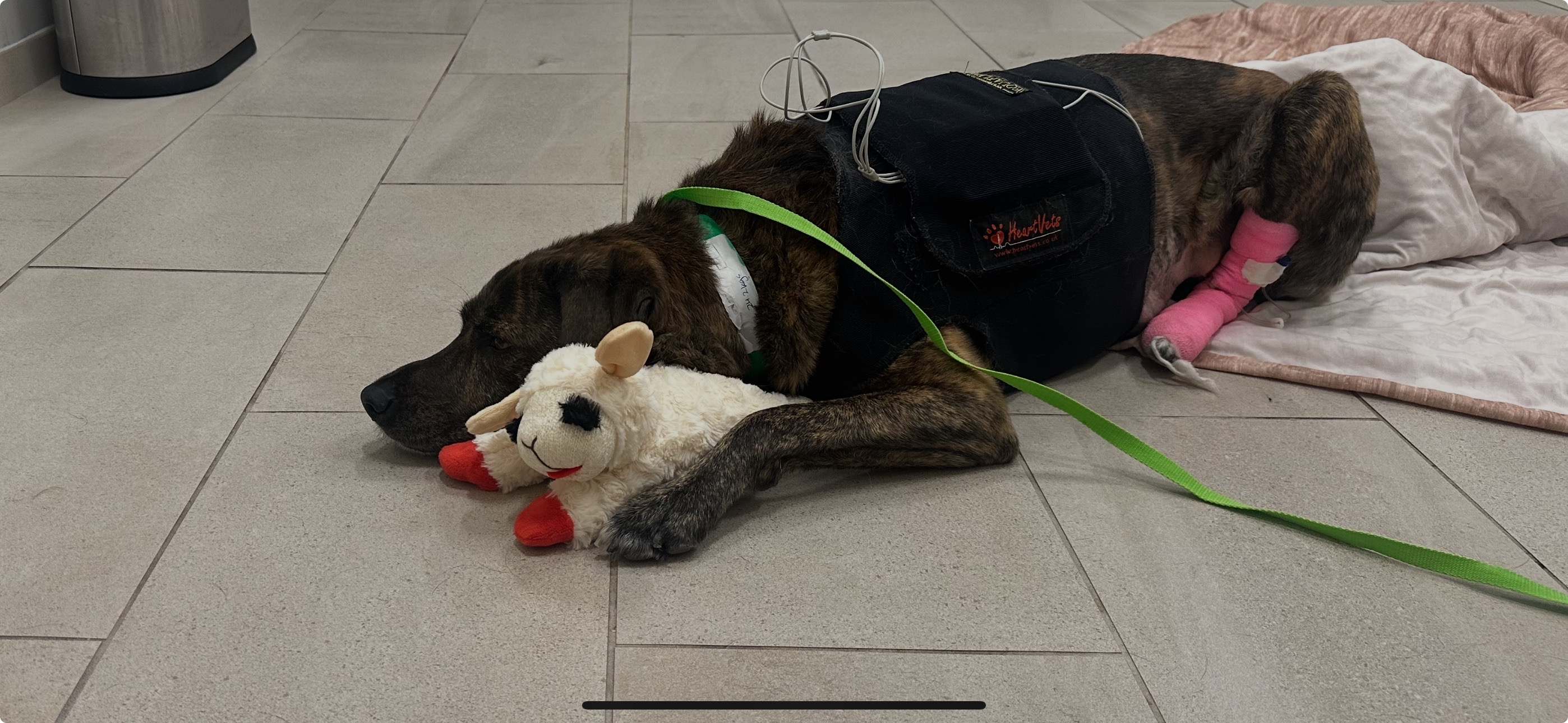 Help Kelsie Recover from Life-Saving Surgery campaign photo, 5 of 8