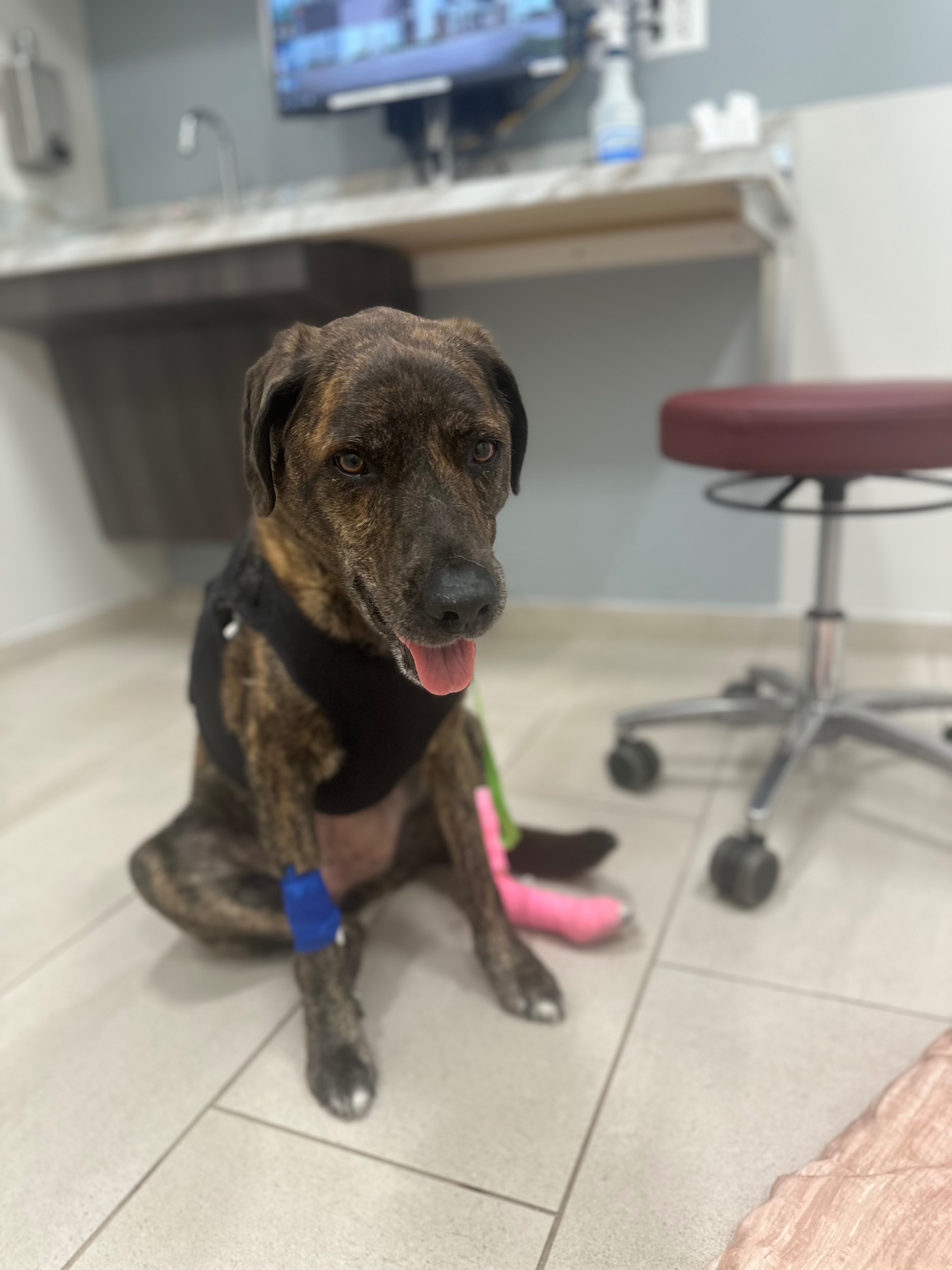 Help Kelsie Recover from Life-Saving Surgery campaign photo, 6 of 8
