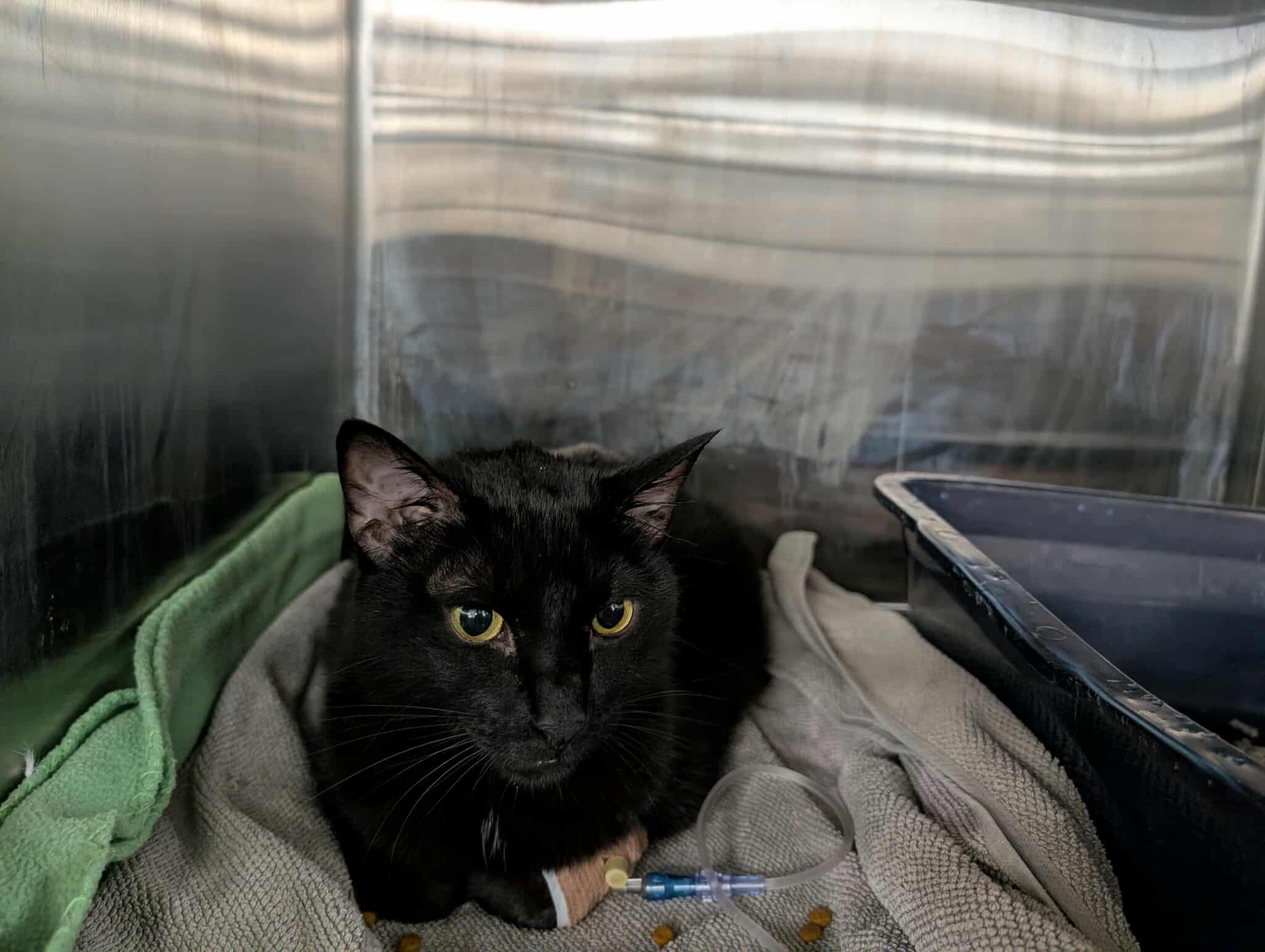 Support Salem's Fight Against FIP campaign photo, 7 of 8