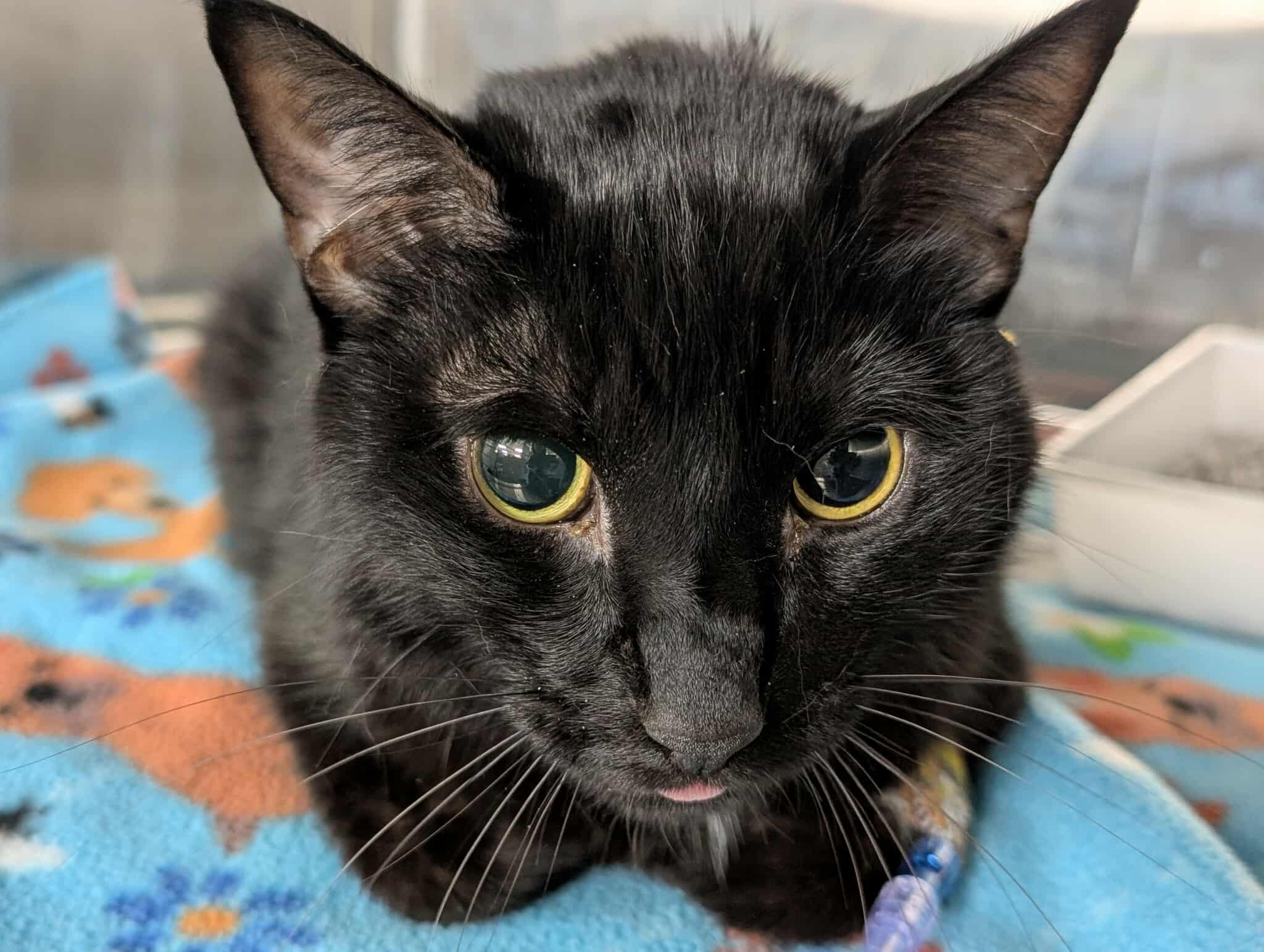 Support Salem's Fight Against FIP campaign photo, 2 of 8