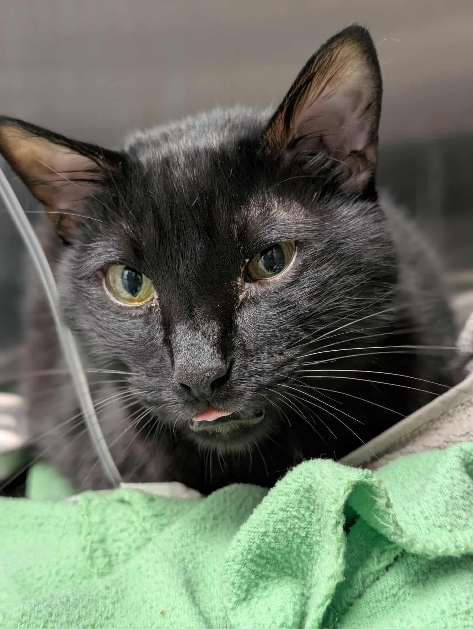 Support Salem's Fight Against FIP campaign photo, 4 of 8