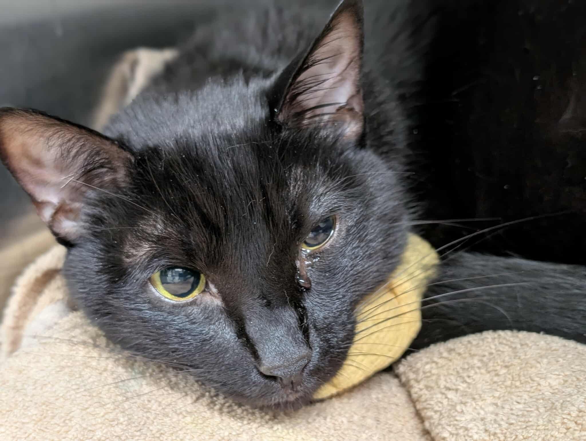 Support Salem's Fight Against FIP campaign photo, 5 of 8