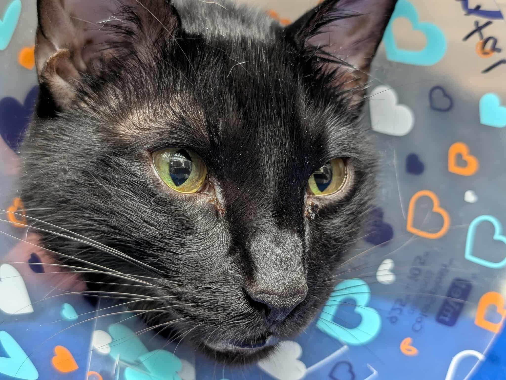 Support Salem's Fight Against FIP campaign photo, 6 of 8