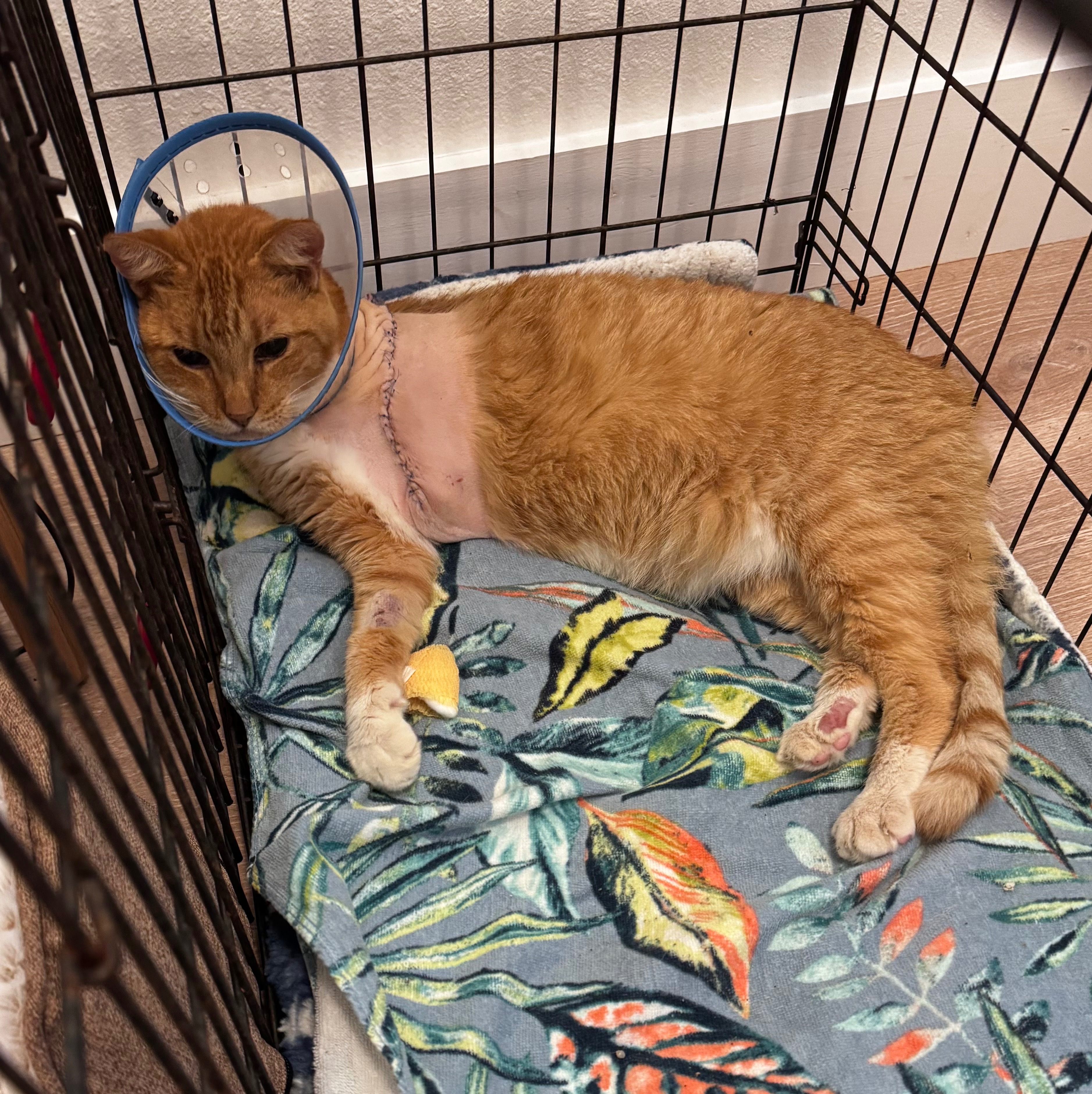 Support Murray's Healing After Amputation campaign photo, 5 of 8