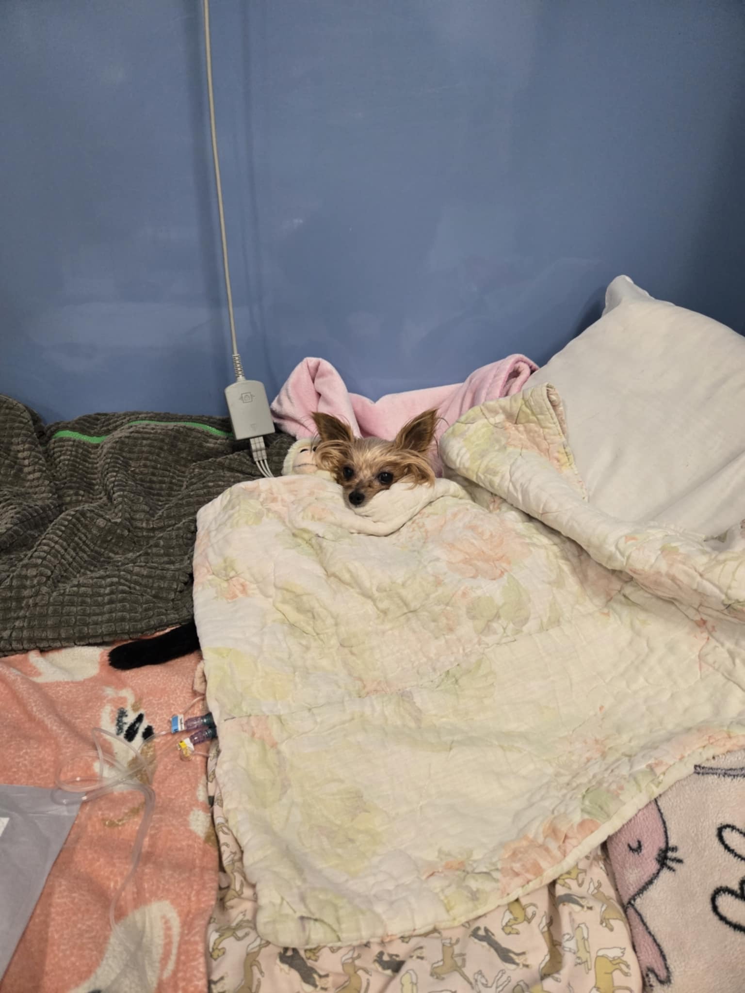 Hope for Sophie: Help Us Keep Fighting campaign photo, 2 of 7