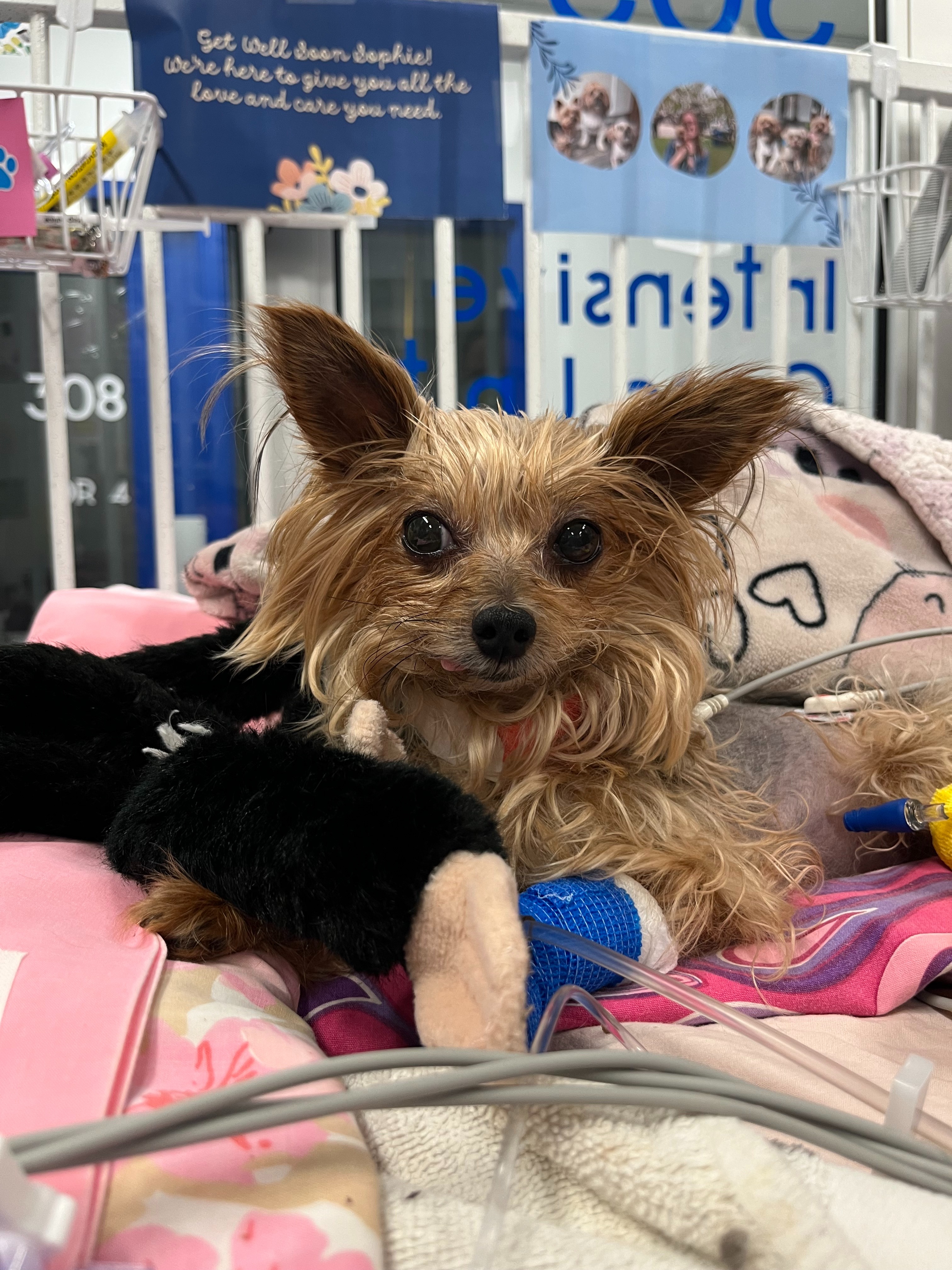 Hope for Sophie: Help Us Keep Fighting campaign photo, 5 of 7