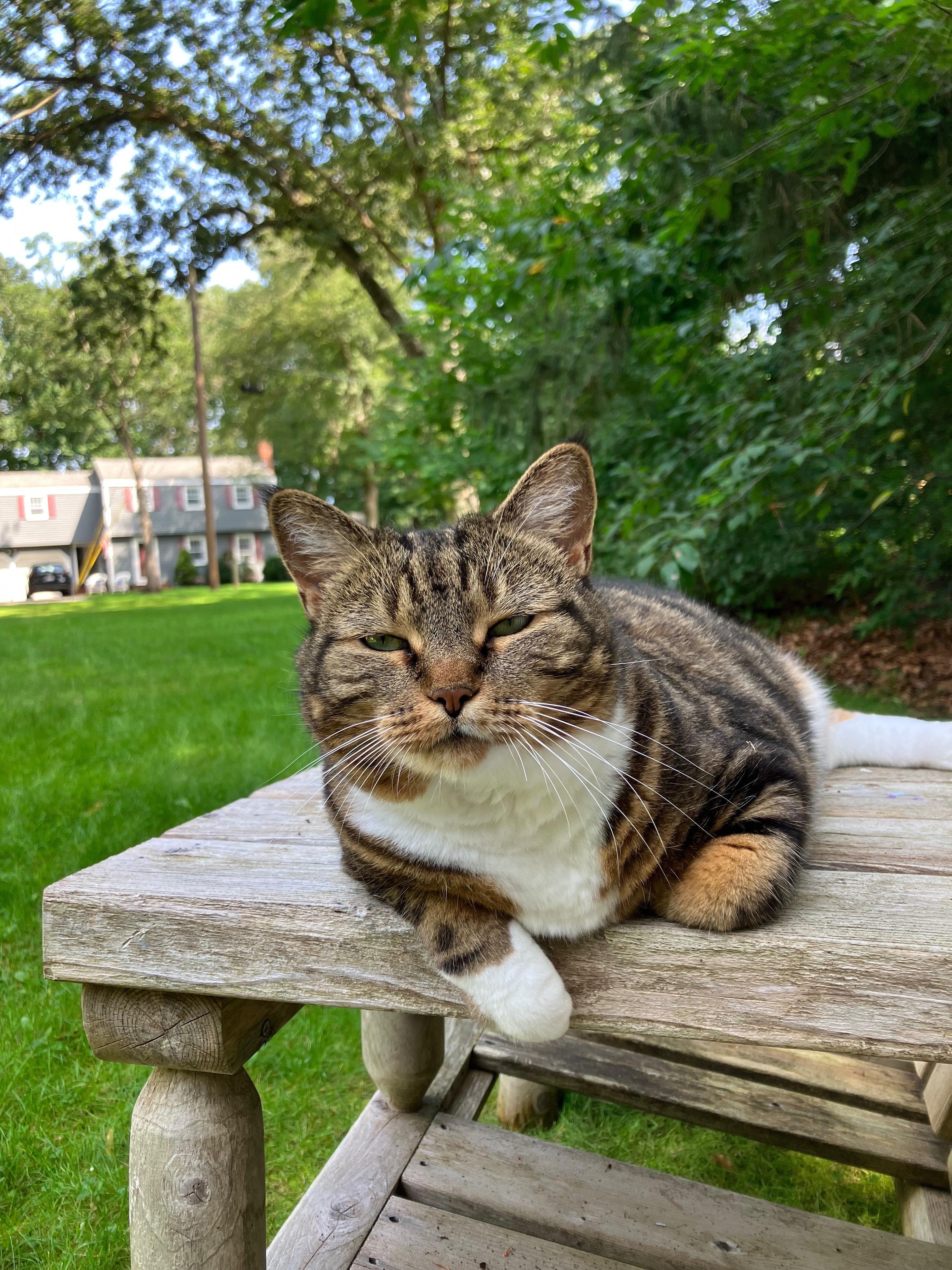 Help Our Beloved Pepper Recover campaign photo, 2 of 6