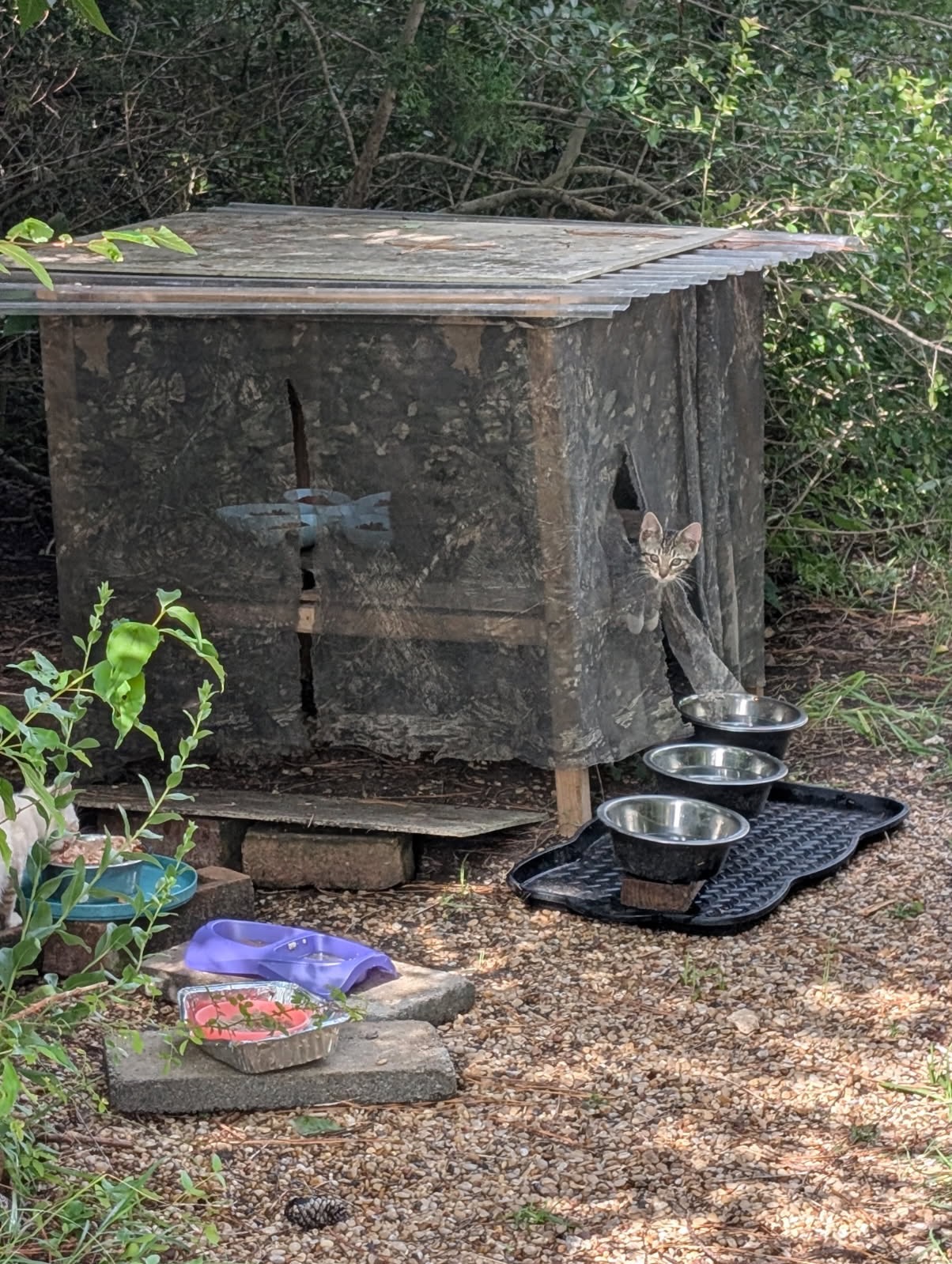 Support Barbara's Mission to Feed Feral Cats campaign photo, 7 of 8