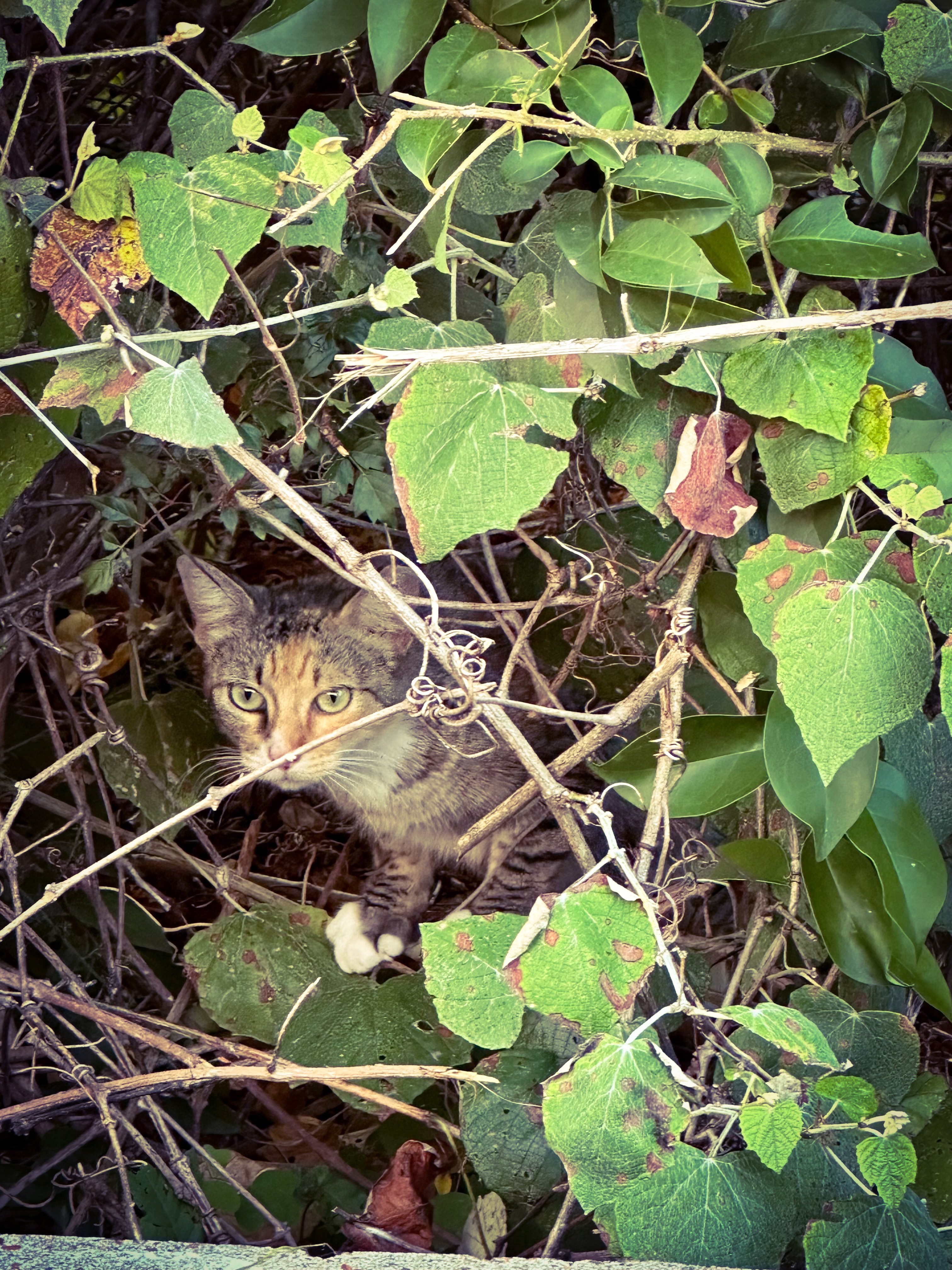 Support Barbara's Mission to Feed Feral Cats campaign photo, 2 of 8