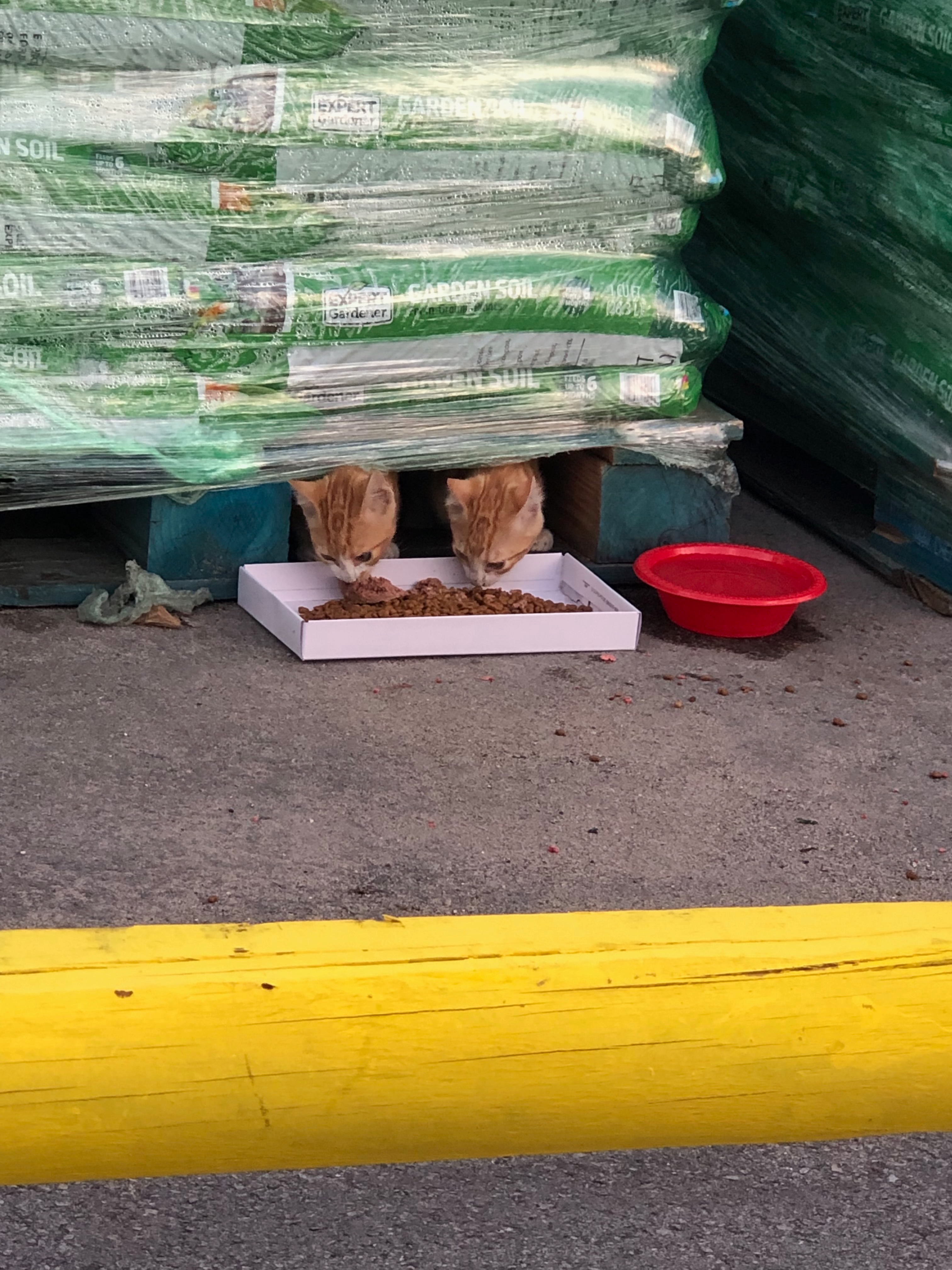 Support Barbara's Mission to Feed Feral Cats campaign photo, 4 of 8