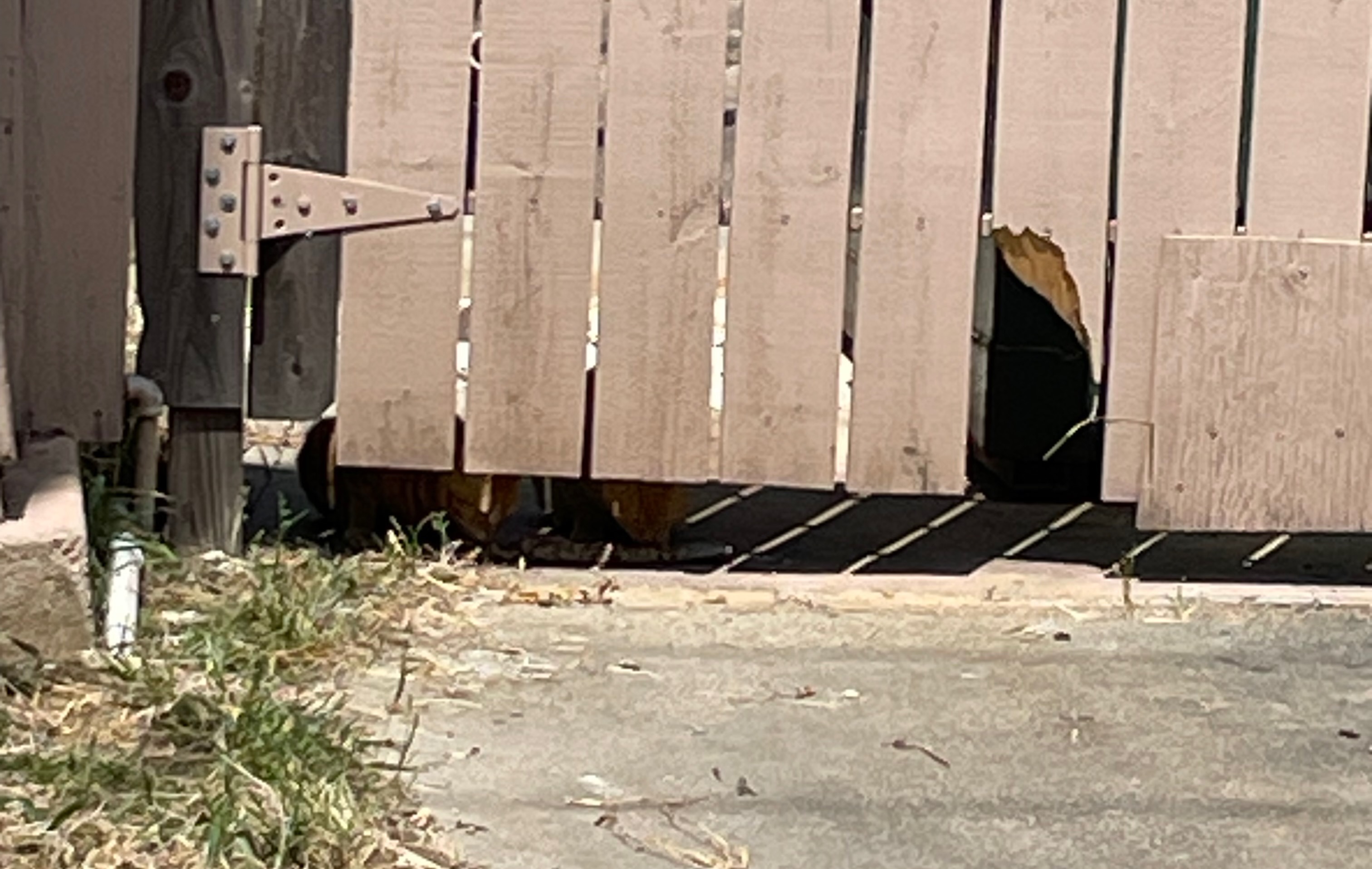 Support Barbara's Mission to Feed Feral Cats campaign photo, 5 of 8
