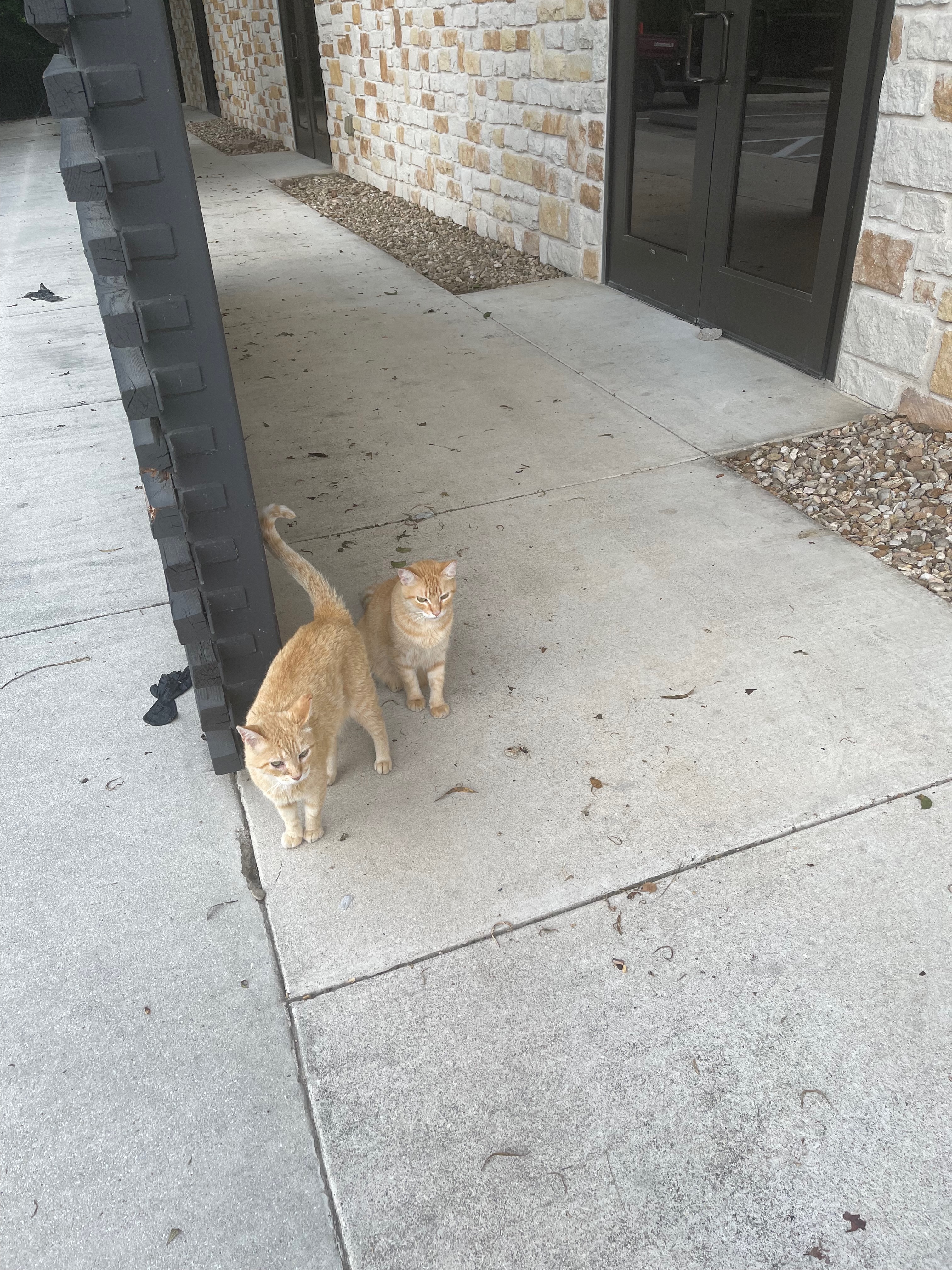 Support Barbara's Mission to Feed Feral Cats campaign photo, 6 of 8