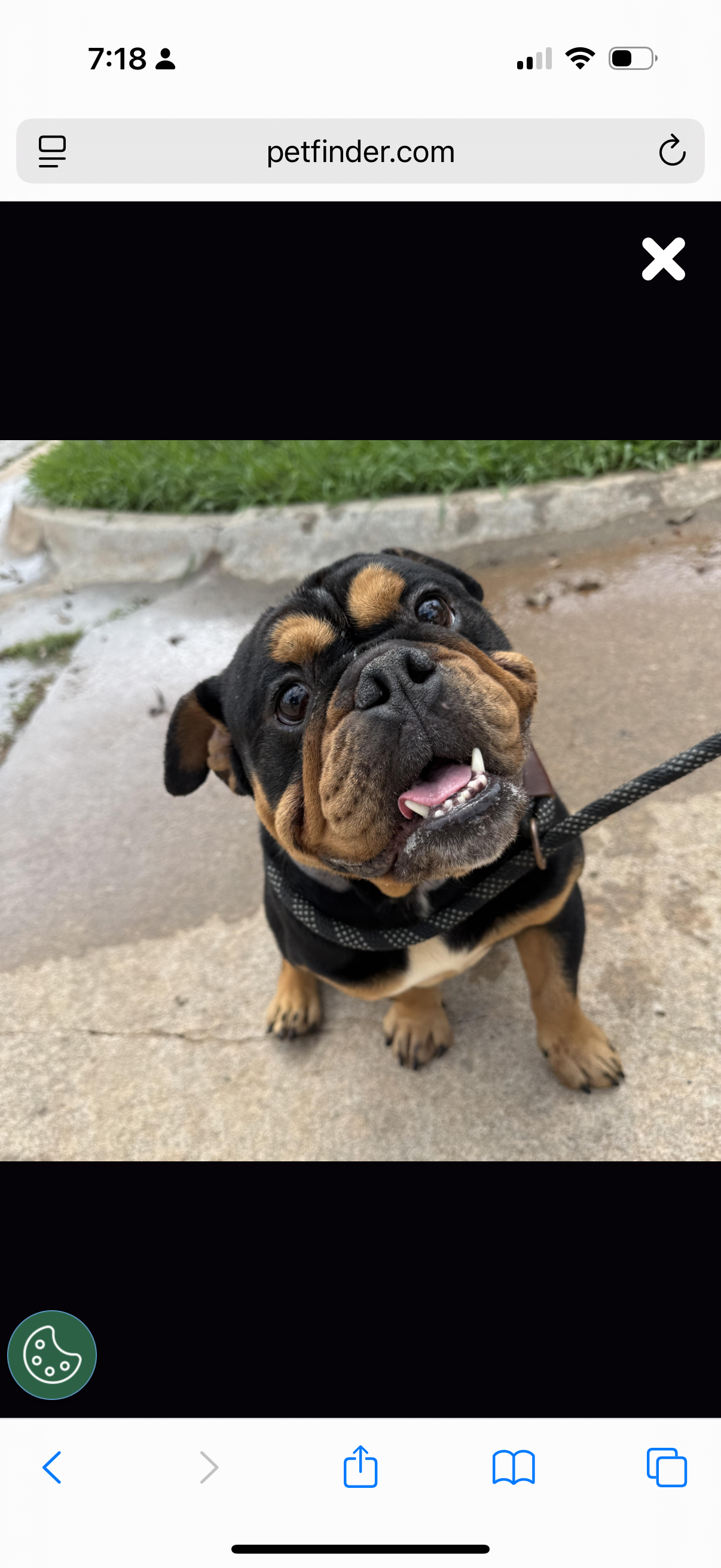 Help Sarge Overcome His Painful Past campaign photo, 7 of 8