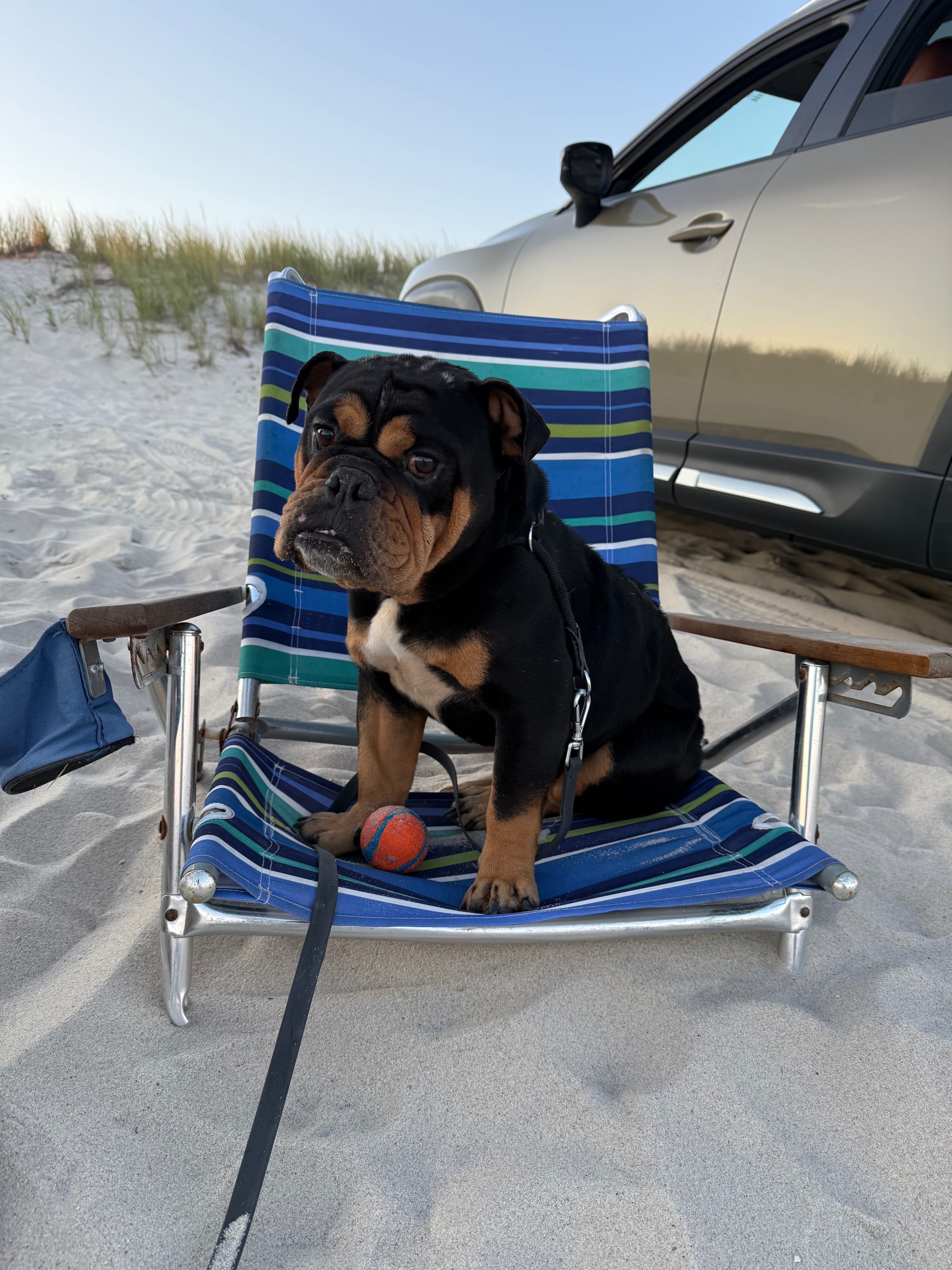 Help Sarge Overcome His Painful Past campaign photo, 5 of 8