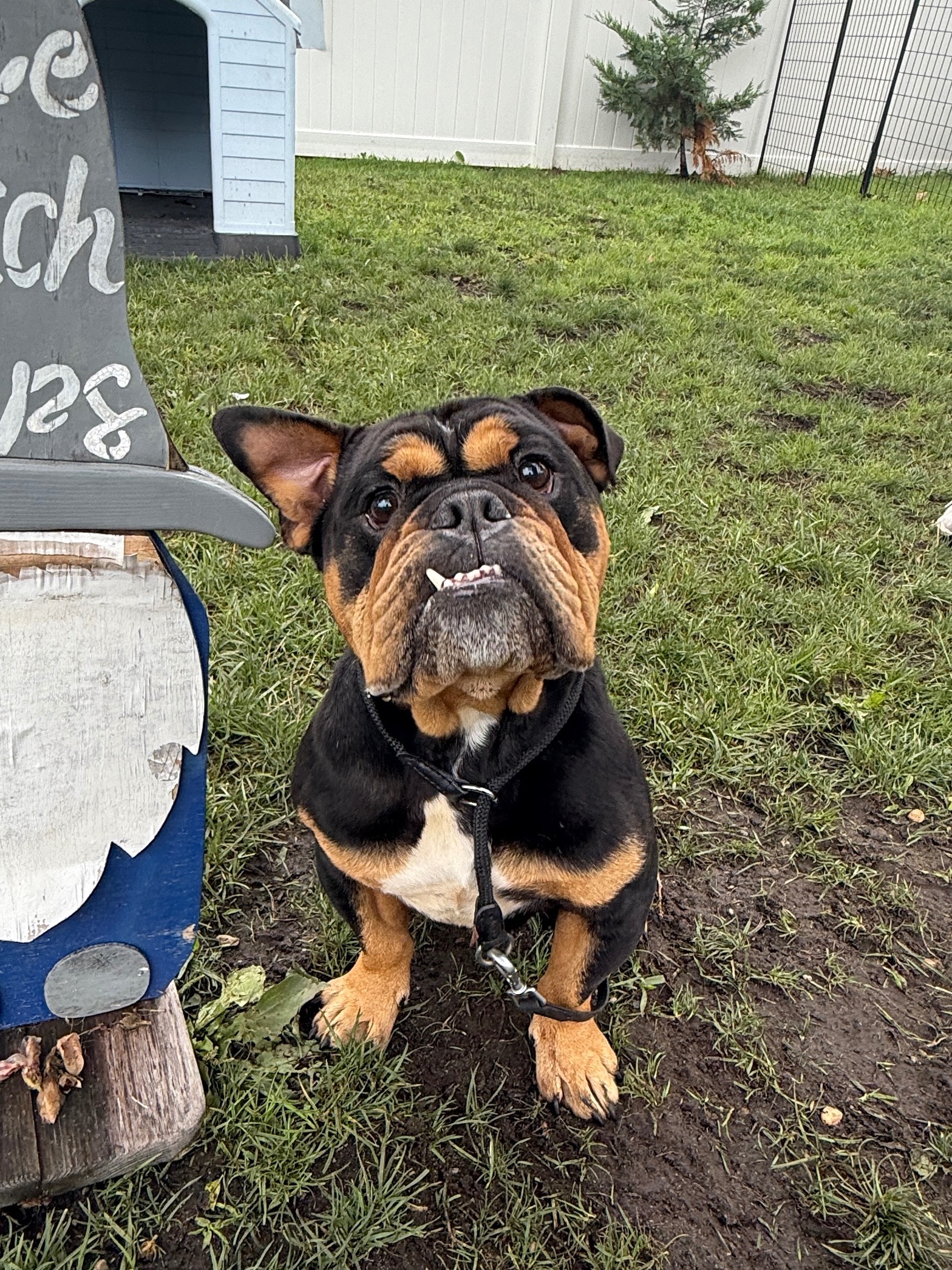 Help Sarge Overcome His Painful Past campaign photo, 6 of 8