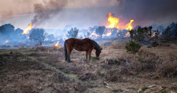 Incendio en Extremadura campaign photo, 2 of 4
