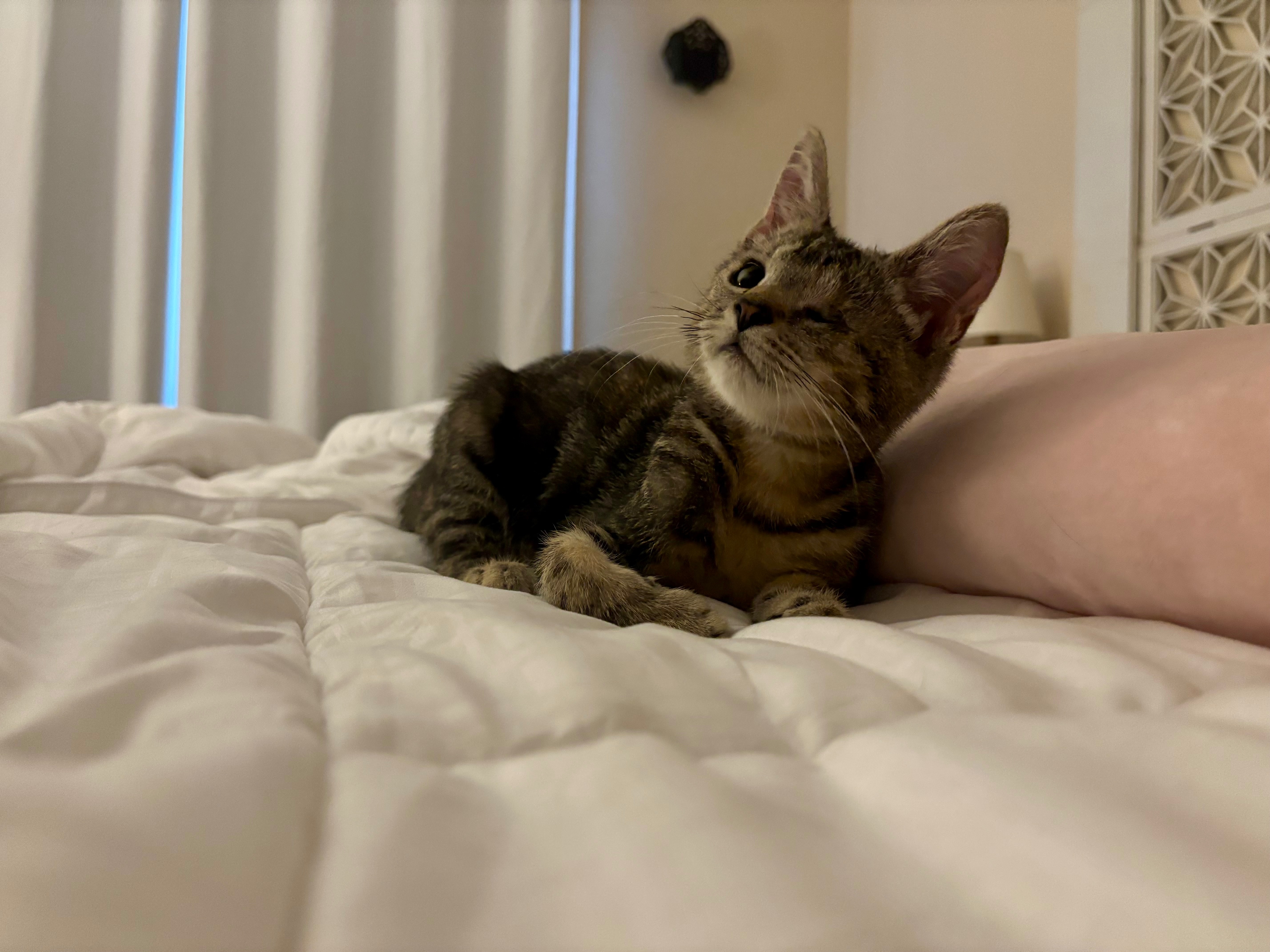 Support a Rescued Kitten's Life-Saving Surgeries campaign photo, 7 of 7