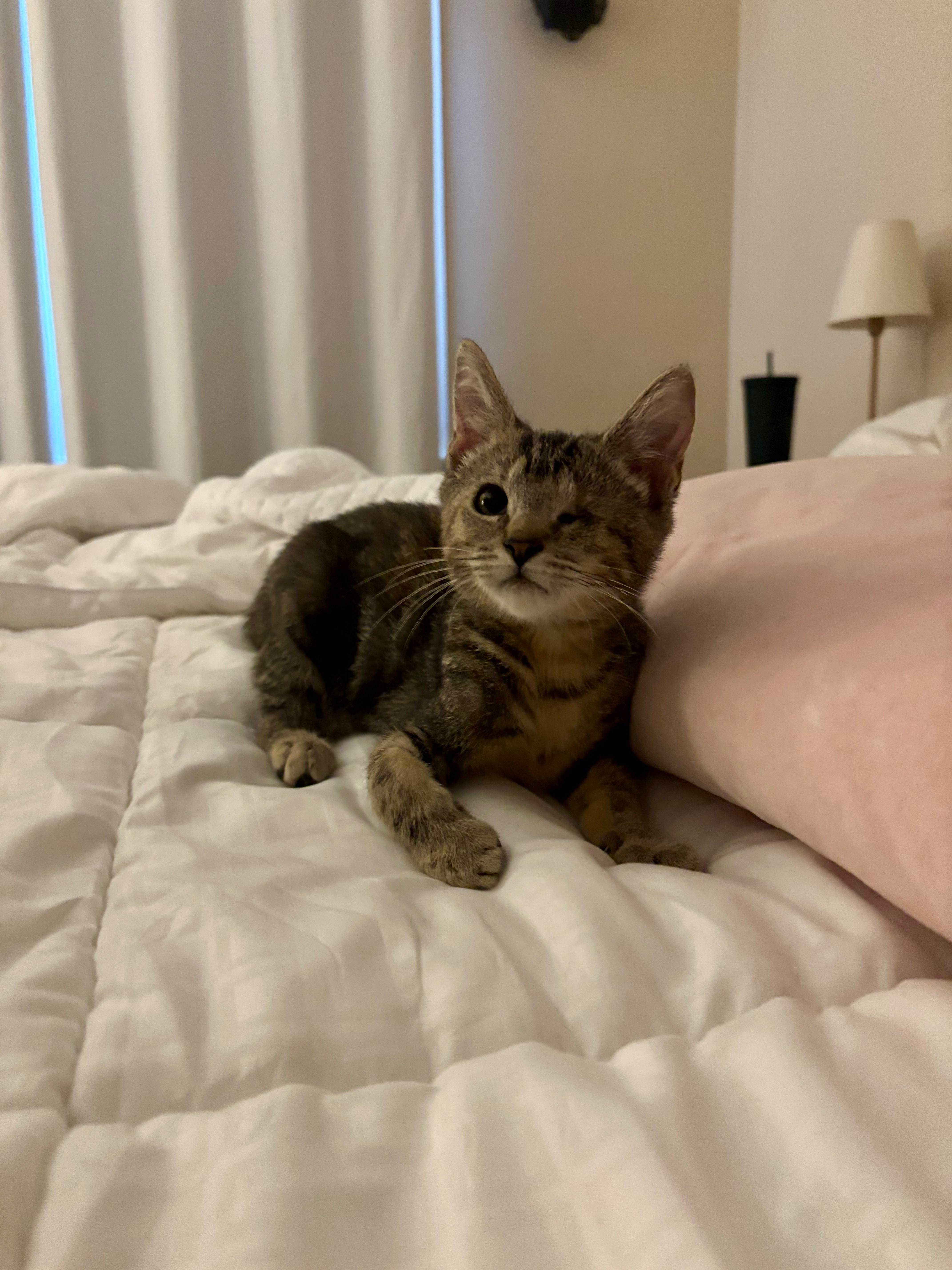 Support a Rescued Kitten's Life-Saving Surgeries campaign photo, 4 of 7