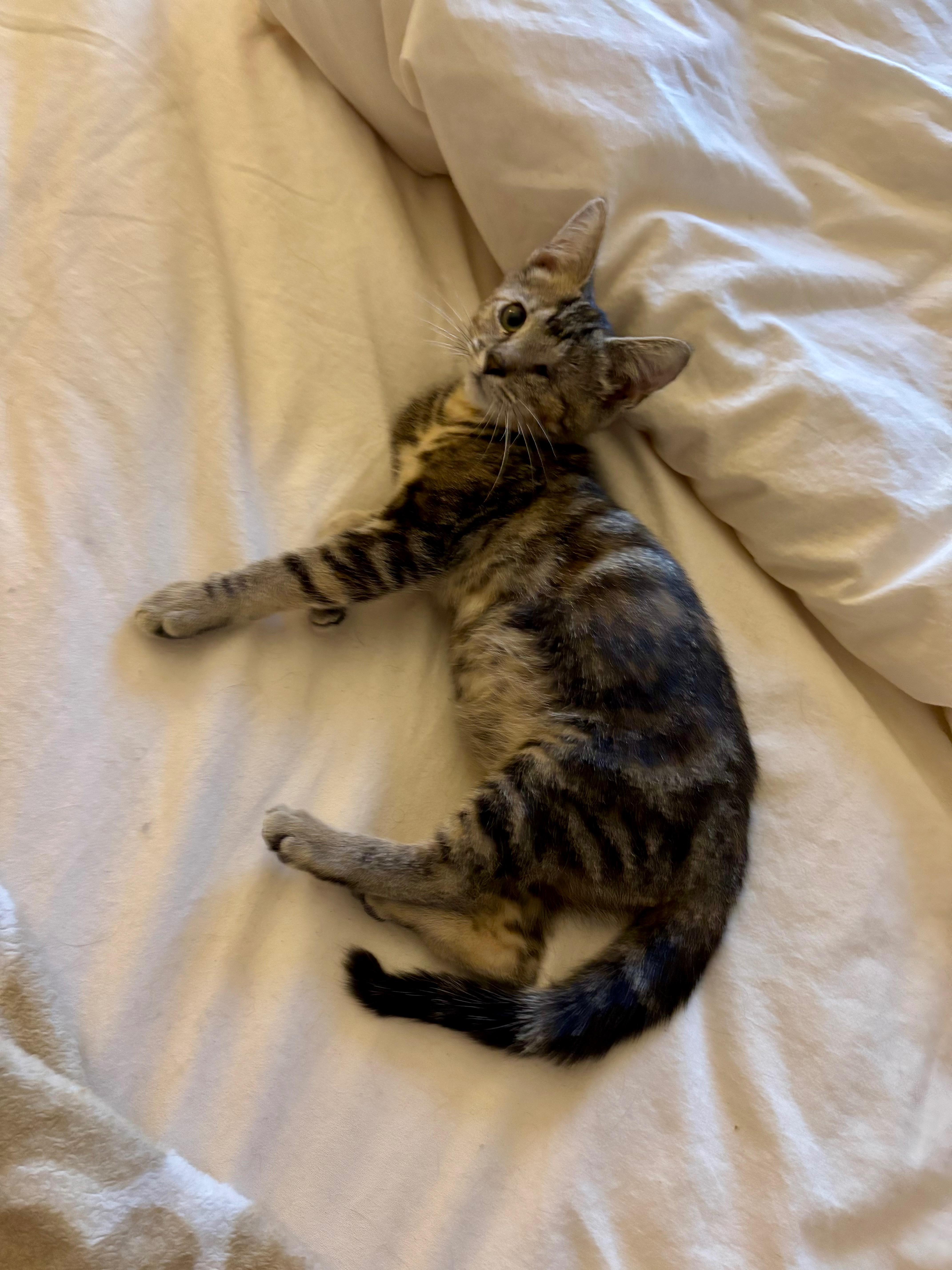Support a Rescued Kitten's Life-Saving Surgeries campaign photo, 5 of 7