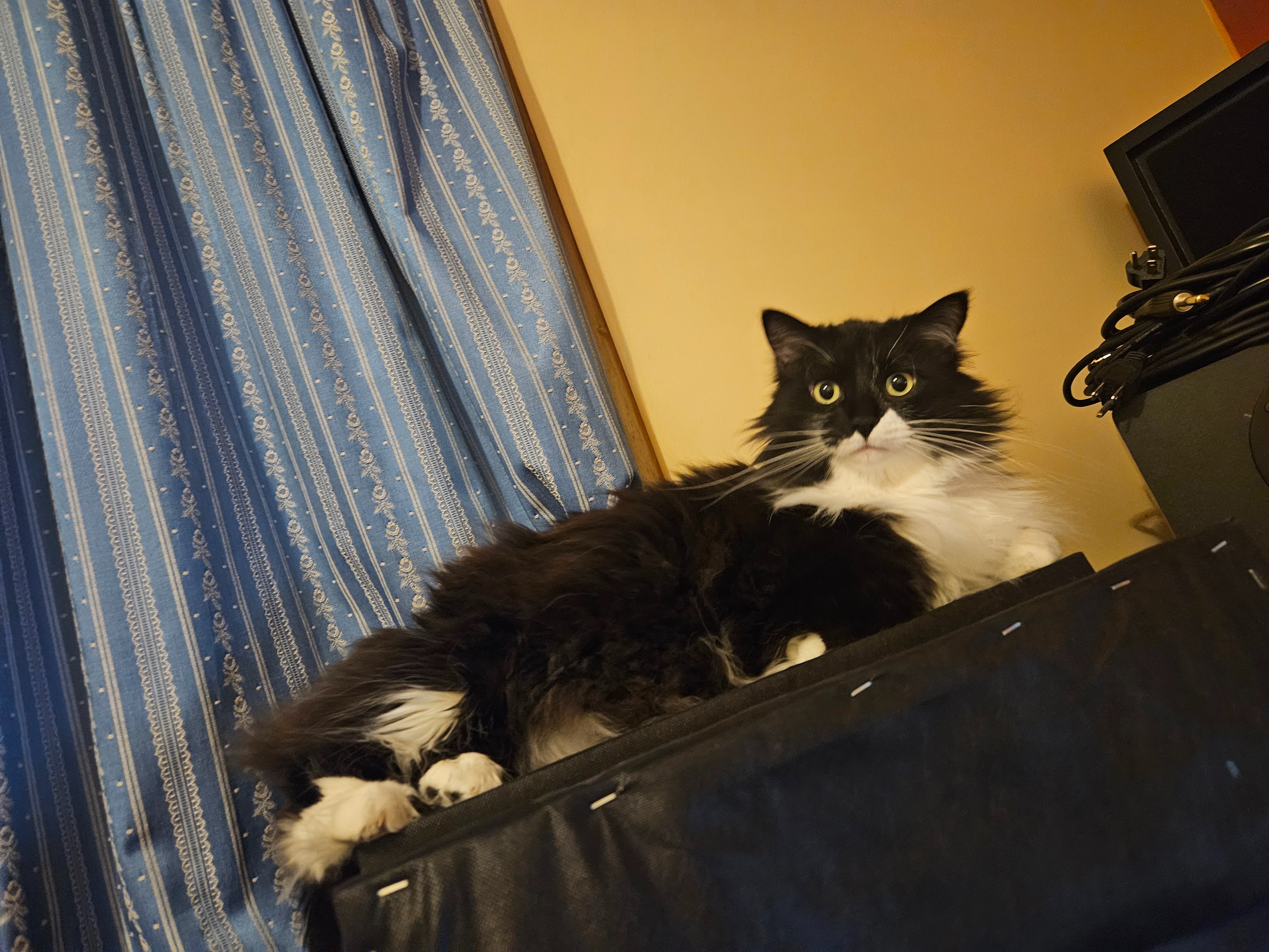 Help Save Floyd – Cade’s Brother and Best Friend campaign photo, 6 of 7