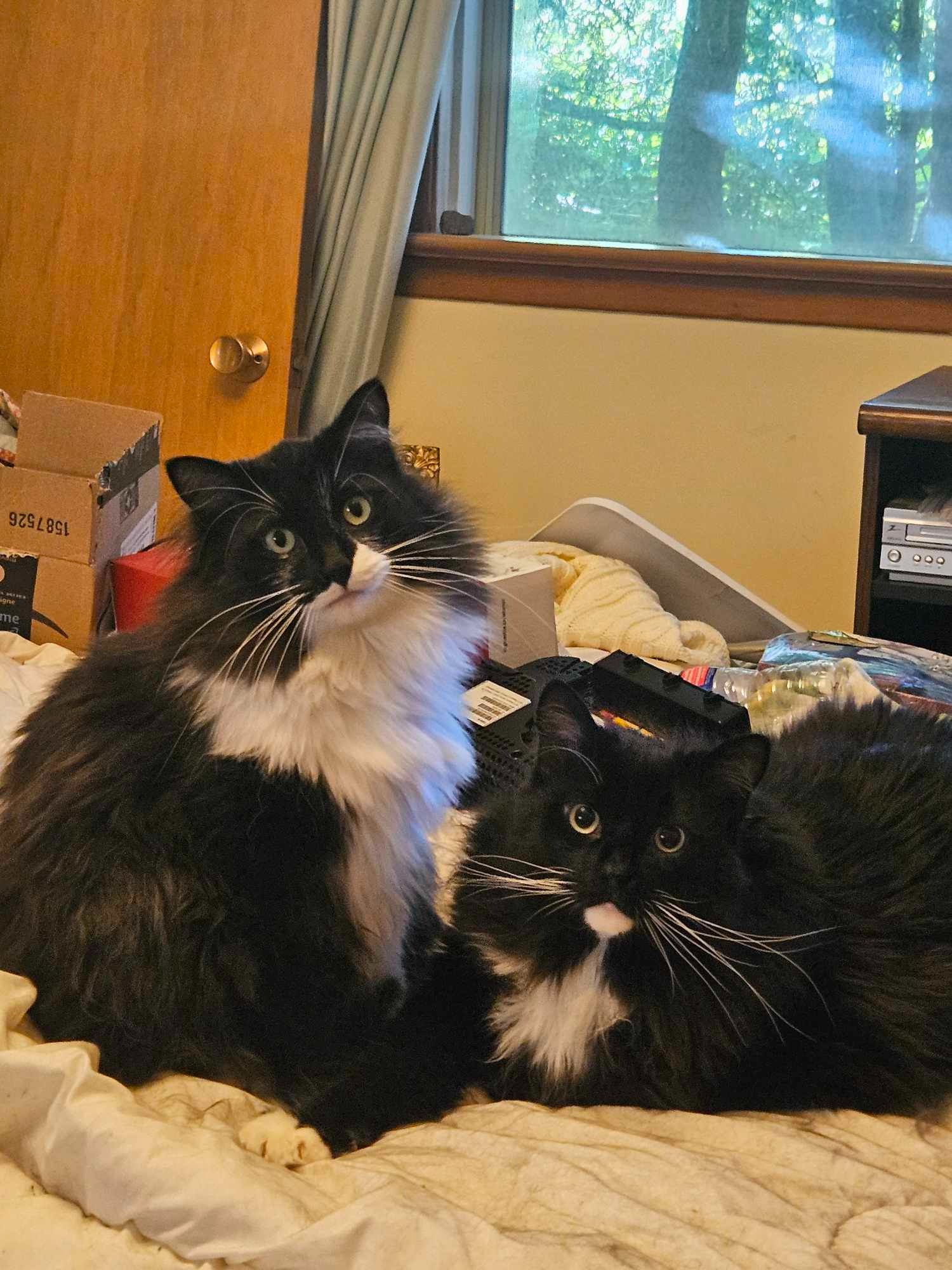 Help Save Floyd – Cade’s Brother and Best Friend campaign photo, 2 of 7