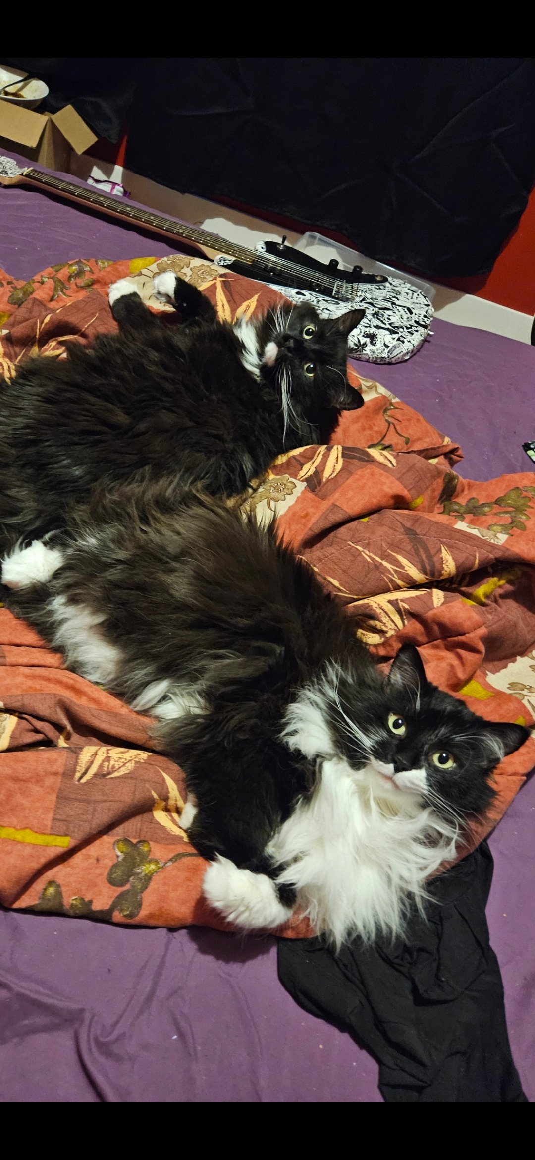 Help Save Floyd – Cade’s Brother and Best Friend campaign photo, 4 of 7