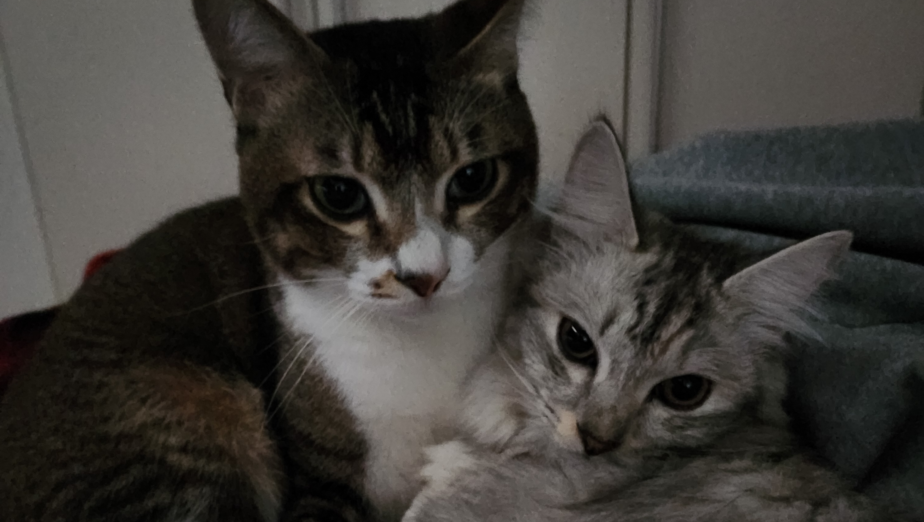 Help Ethan Bring His Cats Home from Okinawa photo