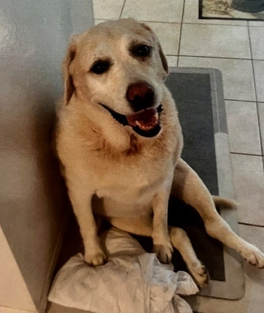 Please help Gypsy have life-saving surgery! campaign photo, 4 of 5