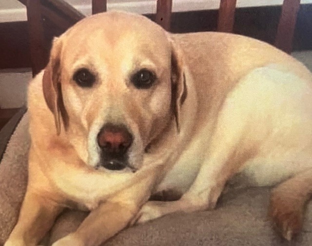 Please help Gypsy have life-saving surgery! campaign photo, 2 of 5