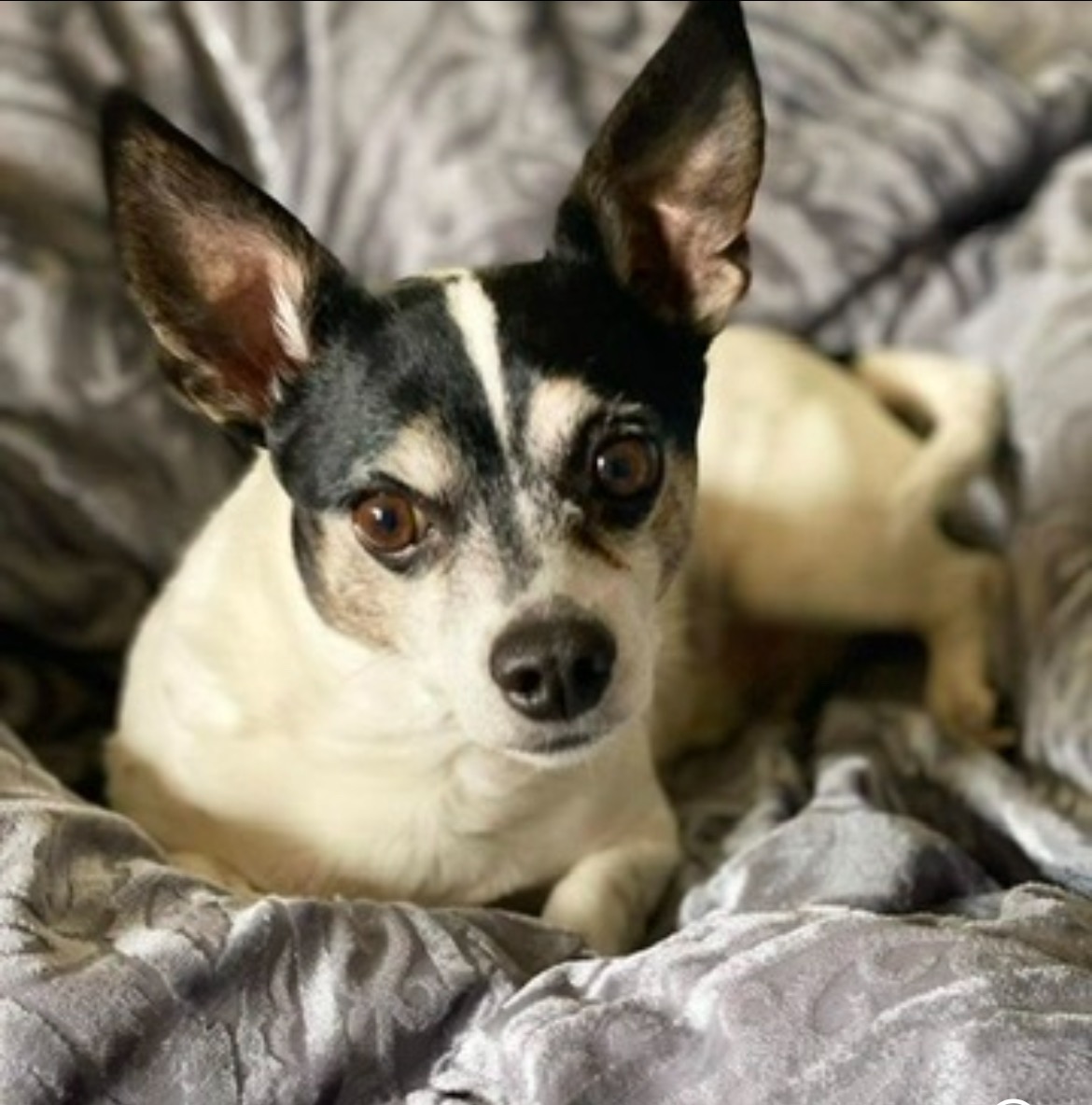 Extend Patches' Life with Your Help campaign photo, 7 of 8